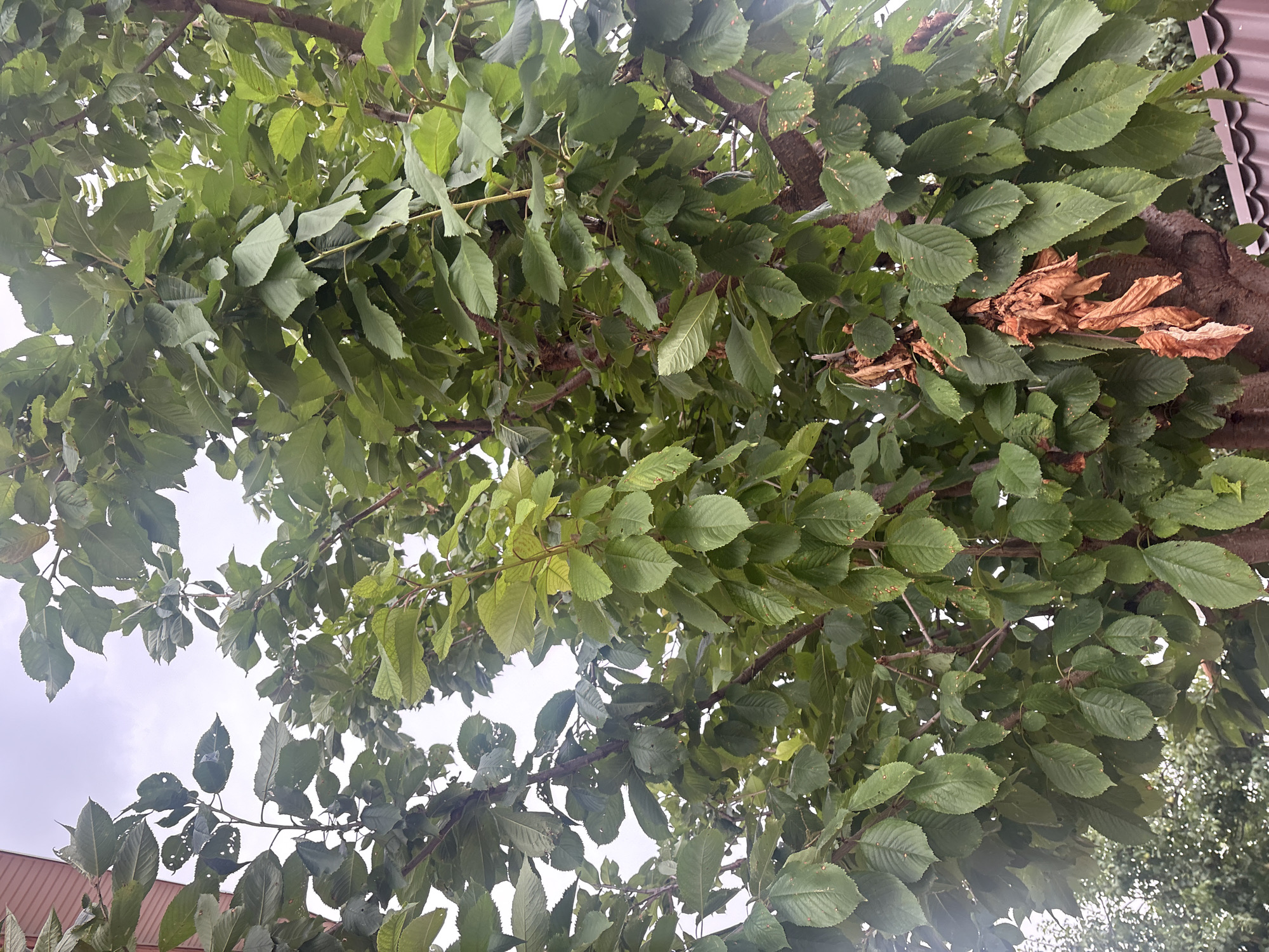 The image shows a close-up view of a tree with lush green leaves, some of which are beginning to dry and turn brown. The tree appears to be in a residential area, with a portion of a reddish-brown building visible in the upper left corner, and a brown, tiled roof line along the bottom edge. The foliage is dense, obscuring much of the background, but through the leaves, a glimpse of the sky can be seen. The overall impression is that of an outdoor scene, possibly a garden or yard, in the city of Georgiyevsk, Russia. There are no people or animals visible in the frame.