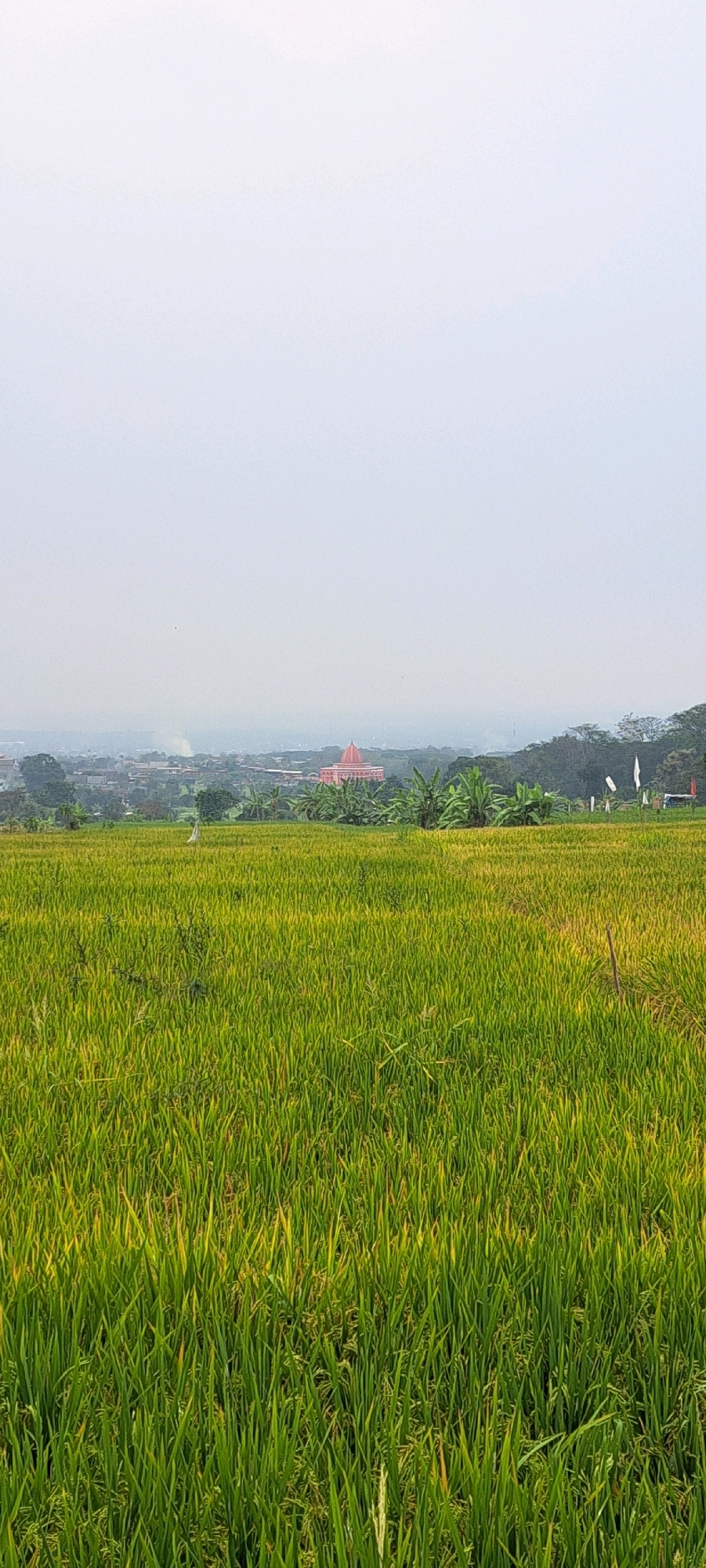The image shows a lush green rice paddy field in Bulukandang, Indonesia. In the distance, a pink building with a domed roof is visible, surrounded by trees and other structures, suggesting a town or city. The sky is overcast, creating a soft, diffused light over the landscape. The foreground is dominated by the vibrant green stalks of rice, with some showing hints of yellow, indicating maturity. The scene depicts a rural or semi-rural environment, characterized by agriculture and a distant settlement.