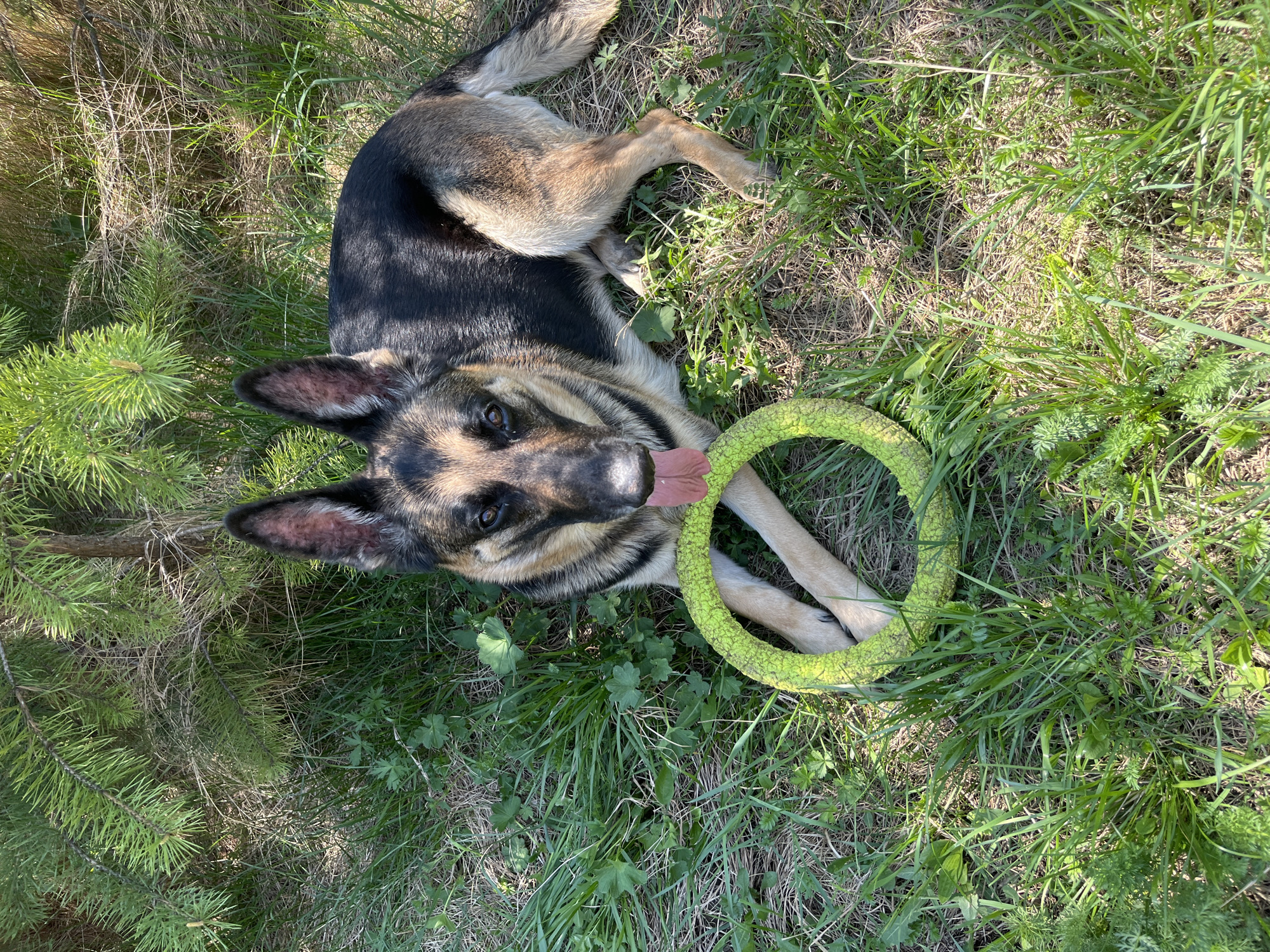 A German Shepherd dog is lying on its back in a grassy area, holding a green ring toy with its front paws. The dog's tongue is visible, and it appears to be looking directly at the camera. The surrounding area consists of green grass and some other vegetation, with pine needles and small branches visible near the dog's head. The location is assumed to be Nizhny Tagil, Russia, based on implied information.