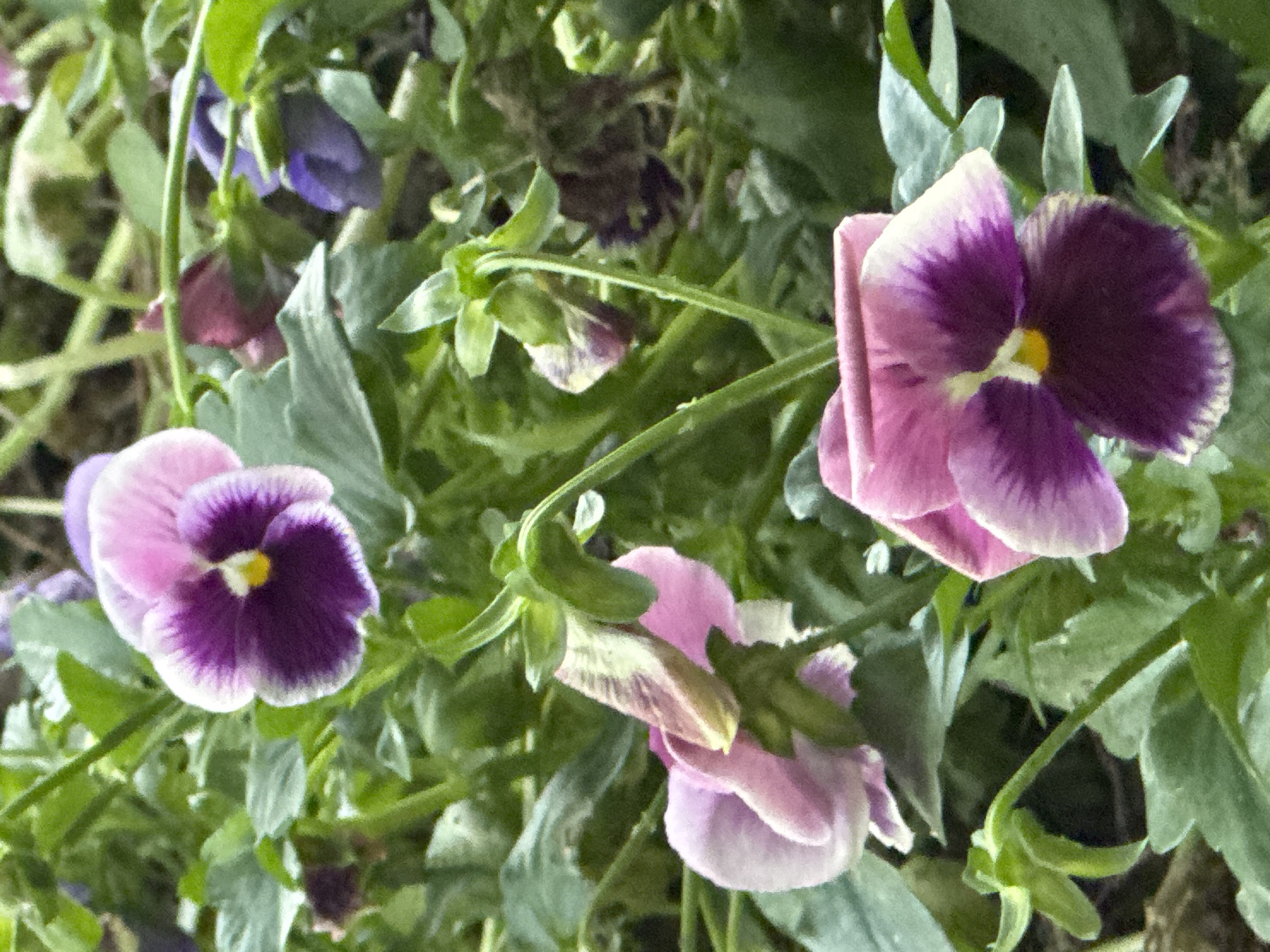 The image displays a close-up, vertical shot of multiple pansy flowers and their foliage, situated in Plovdiv, Bulgaria. The primary subjects are several pansies (Viola x wittrockiana) exhibiting various stages of bloom amidst dense green leaves and stems.
In the upper-middle section, a fully open pansy flower is prominent, characterized by two upper petals of a light pink or lavender hue and three lower petals of a deep, rich purple or violet, each outlined with a narrow white margin. A distinct, bright yellow eye is visible at the flower's center. Another similar pansy, slightly less distinct, appears in the lower-right quadrant, also displaying pink upper petals and deep purple lower petals with a central yellow marking. Towards the mid-left, a lighter pink pansy is partially unfurled or viewed from a side angle, showcasing its delicate form. Scattered throughout the green background, several other pansy-like blossoms and buds, primarily in shades of purple and pink, are visible but less sharply focused.
The environment consists of abundant green plant foliage, including broad leaves and slender stems typical of pansy plants, creating a lush, somewhat blurred background that emphasizes the flowers. The lighting appears natural and diffuse, suggesting an outdoor setting during daylight hours. No people, animals, specific actions, or man-made objects beyond the cultivated plants are present or discernible within the frame. The scene captures a segment of a garden or a planted flower bed.