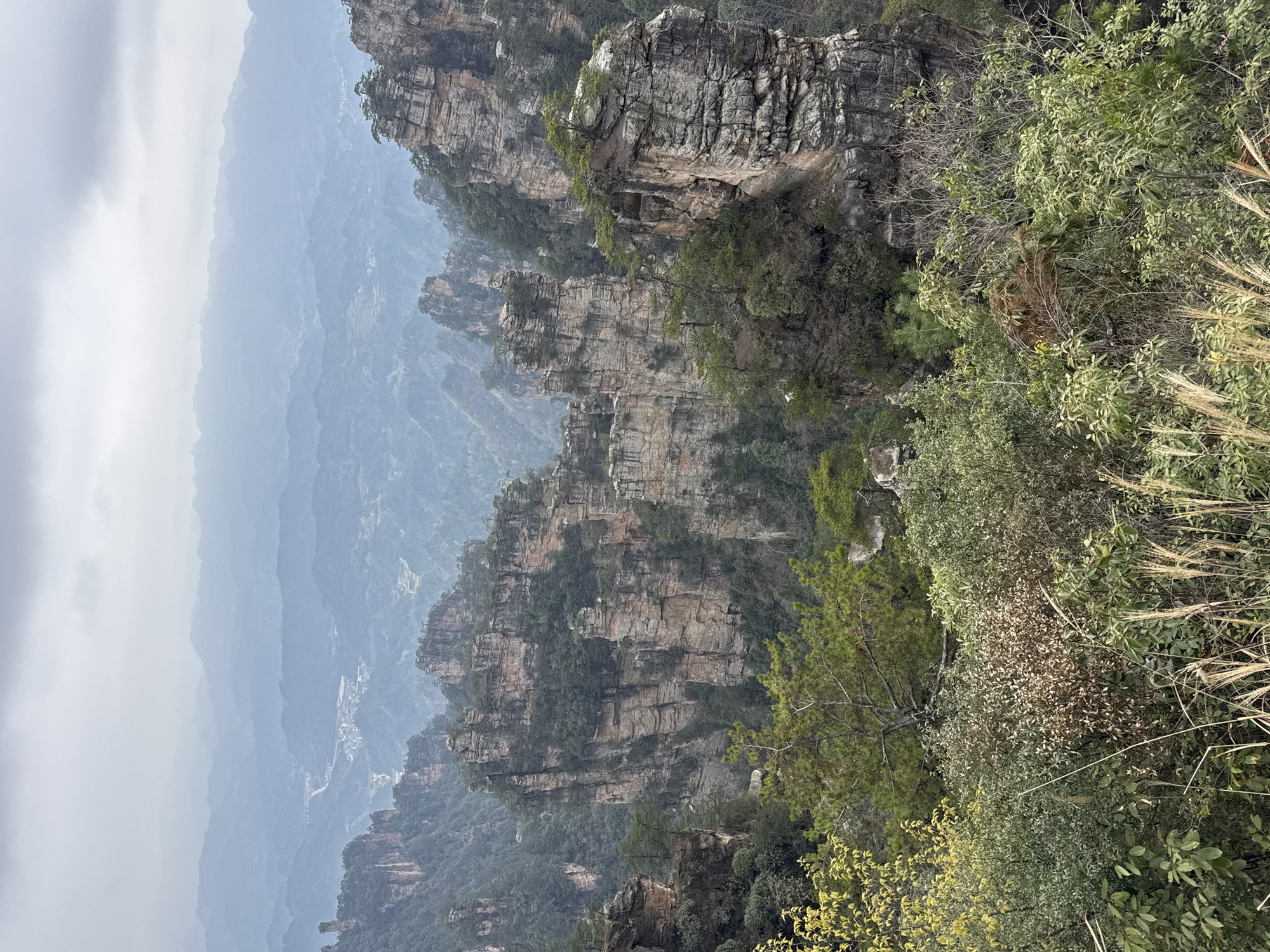 The image displays a vast, elevated natural landscape dominated by numerous tall, slender, pillar-like sandstone rock formations under an overcast sky. The scene is located in a mountainous region, stated to be in the city of Zhonghu, China.
In the foreground, a dense array of wild vegetation is present, including green shrubs, scattered trees with varied leaf colors (some yellowish-green, others brownish), and tall, light-colored dry grasses.
The midground is characterized by multiple towering rock pillars, exhibiting prominent horizontal geological layering in shades of grey, brown, and light ochre. Many of these pillars are partially covered in dark green coniferous and deciduous trees, which cling to their ledges and crevices. Deep, forested valleys separate these colossal formations.
The background shows successive ranges of mountains receding into the distance, progressively obscured by atmospheric haze, creating a layered, bluish-grey effect. A small, indistinct settlement or village, comprising clustered structures, is faintly visible in a distant valley between these mountain ranges.
The sky is uniformly overcast, a light grey, diffusing natural light across the scene. No human figures, animals, or specific actions are depicted. The environment is one of wild, untouched natural grandeur with a distinct geological character.