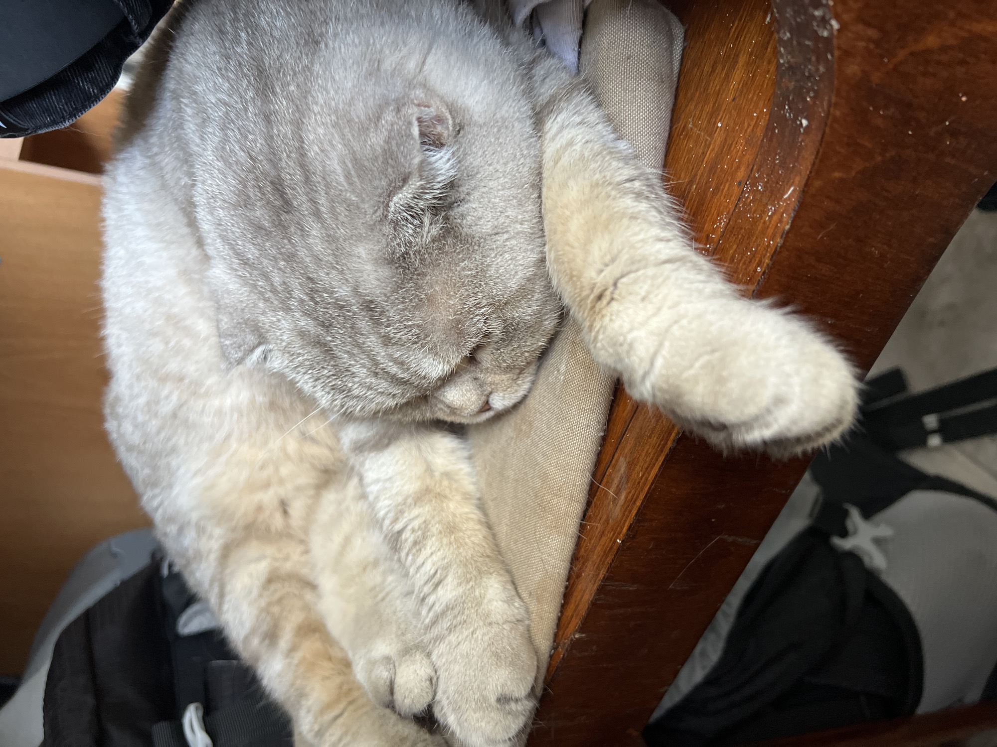 A light-colored cat is sleeping on a chair. The cat is mostly gray on top and lighter cream-colored on its sides and paws. The chair is wooden with a padded, light brown seat. The cat is resting its head and paws on the seat. The chair is next to a backpack. The location in the city of Chaikovsky, Russia is not discernible from the image.