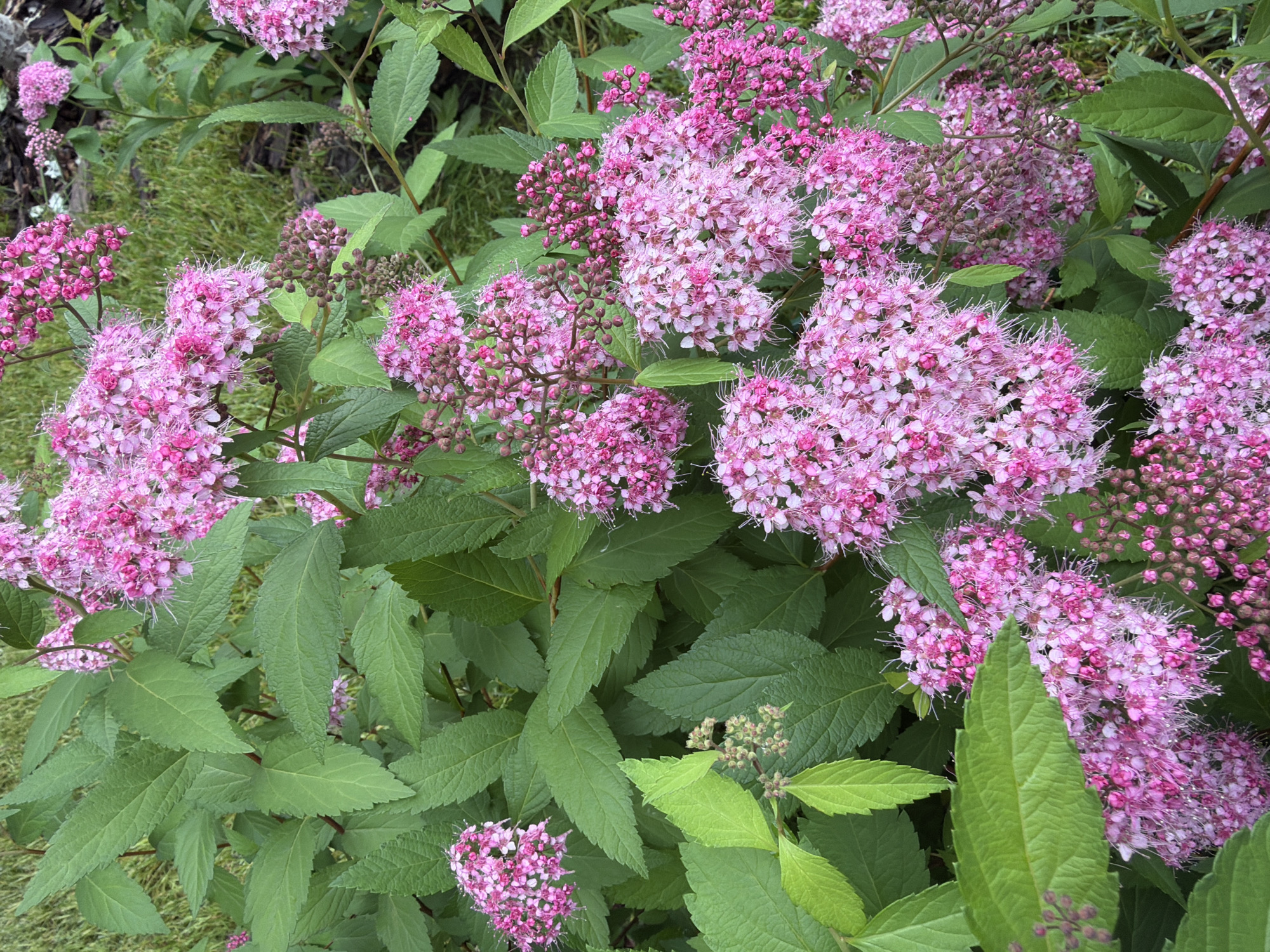 This image shows a close-up view of a flowering shrub with clusters of small pink blossoms and green leaves. The flowers are delicate and appear to be in various stages of bloom, with some fully open and others still forming buds. The leaves are oval-shaped and have serrated edges. The background consists of blurred green grass and some dark brown soil or wood chips, suggesting an outdoor setting like a garden or park. The lighting is natural and appears to be overcast or diffused, creating soft shadows. There are no people or animals visible in the image. The scene is static and peaceful.