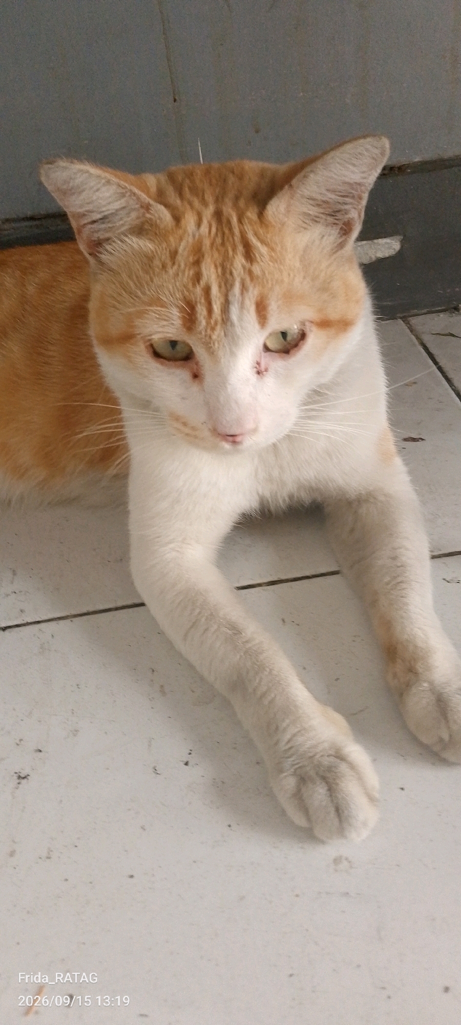 A ginger and white cat lies on a tiled floor in front of a grey wall. The cat is facing forward, with its head tilted slightly down. Its eyes are partially closed and appear irritated. Its paws are resting in front of it. The floor is made of light-colored square tiles, with dark grout lines. The wall behind the cat is a plain grey surface. There are some dark specks on the floor, possibly dirt. The image was taken on a tiled floor which is consistent with many outdoor or semi-outdoor areas in Balikpapan, Indonesia. The cat's posture suggests it is relaxed or resting.