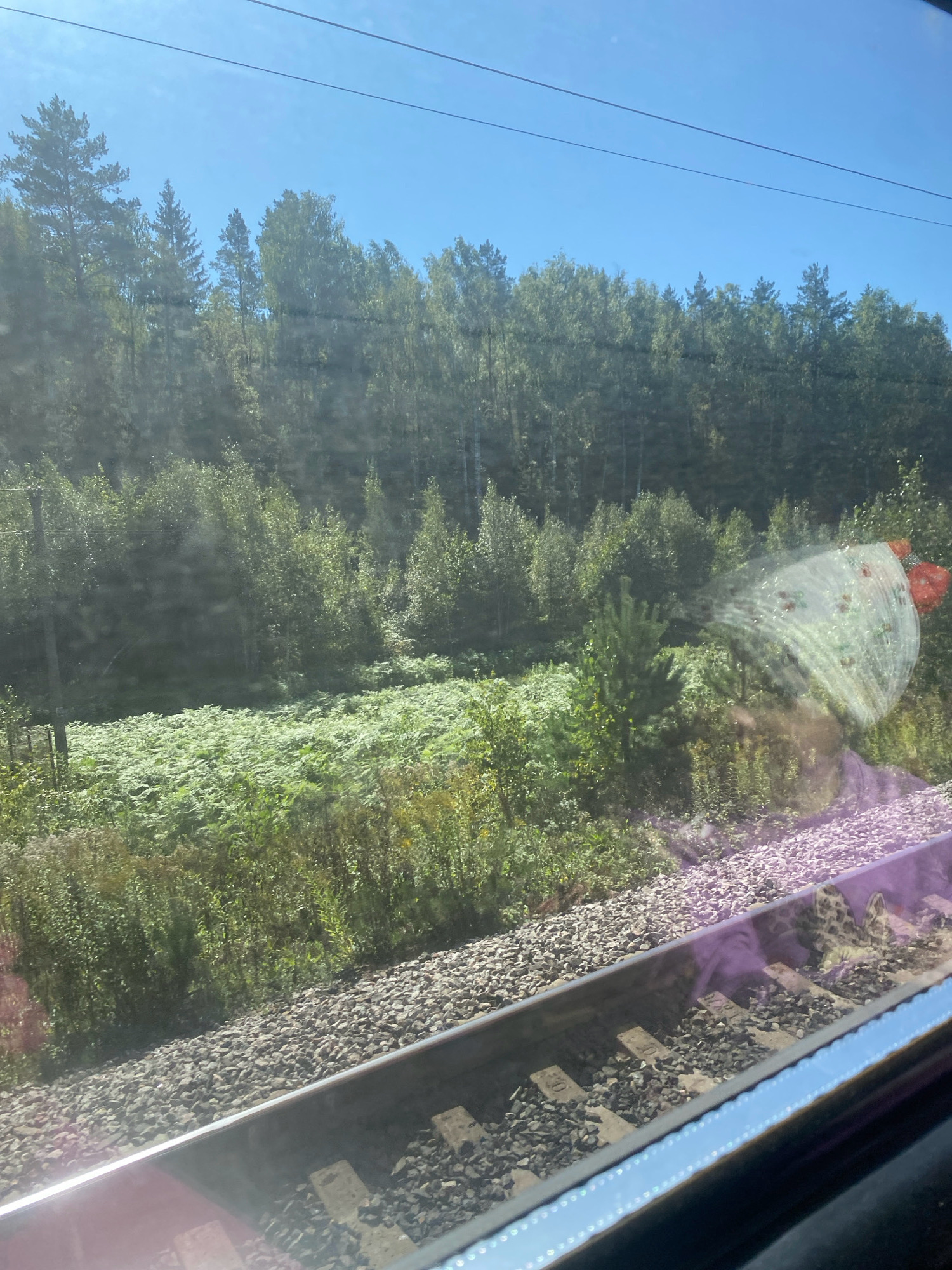 The image shows a view from a train window, looking out at a lush green forest and a stretch of railroad tracks. The trees are a mix of deciduous and coniferous, with dense foliage. There are patches of ferns and other undergrowth visible in the foreground. The railroad tracks are made of gravel and wood sleepers, and they curve to the right. The sky is a clear blue. In the upper right corner, there is a reflection on the window, showing a person wearing a purple shirt and a circular object with red accents. There are also two overhead wires visible against the sky. The lighting suggests it is daytime, likely a sunny day.