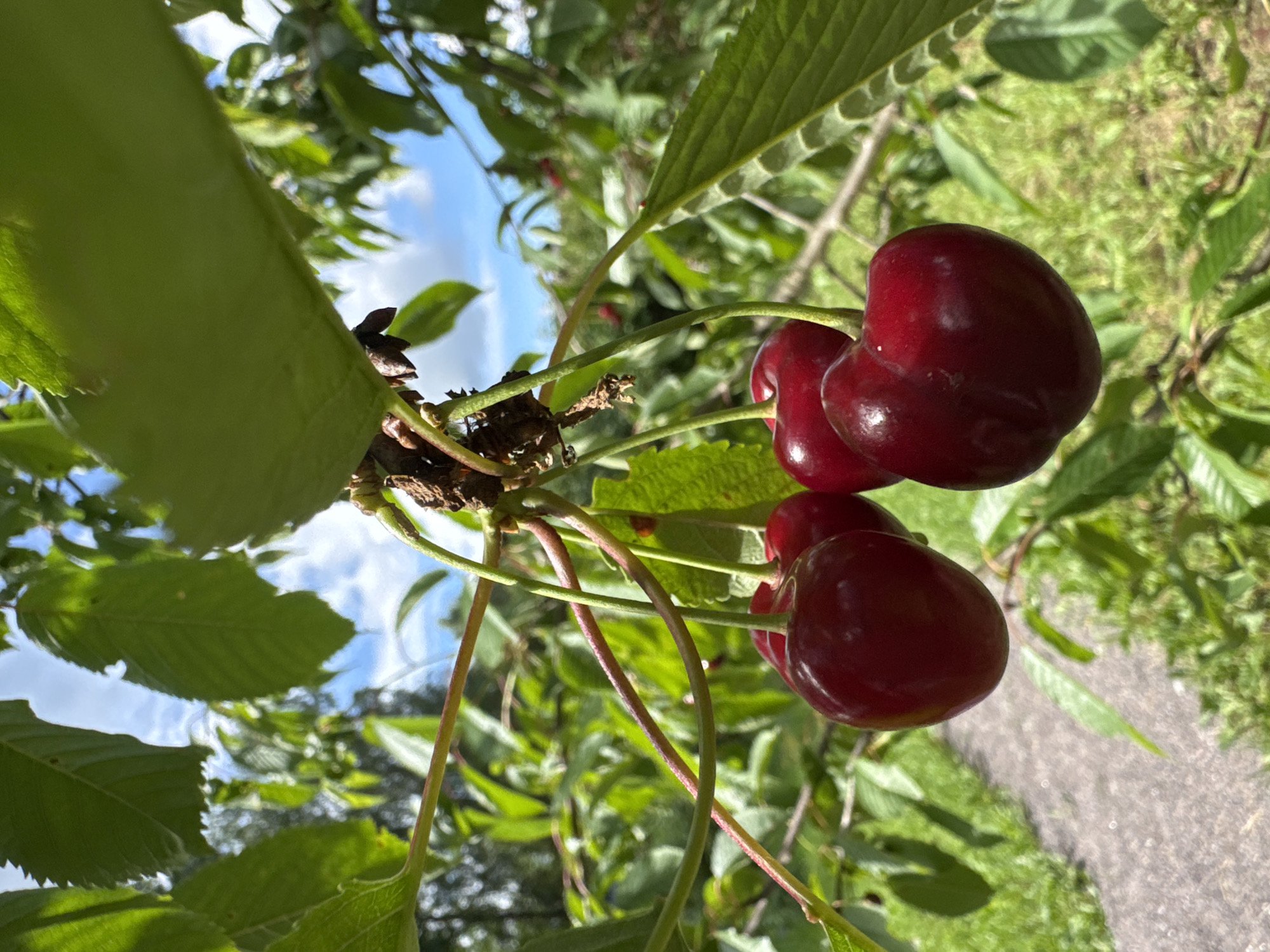 A cluster of dark red cherries hangs from a branch against a backdrop of green leaves and a bright blue sky with white clouds. The cherries are ripe and plump, with smooth, shiny skin. Some leaves are in sharp focus in the foreground, while others are blurred in the background. A path can be seen winding through the grass to the left. This image was taken in Steklyannyi, Russia.