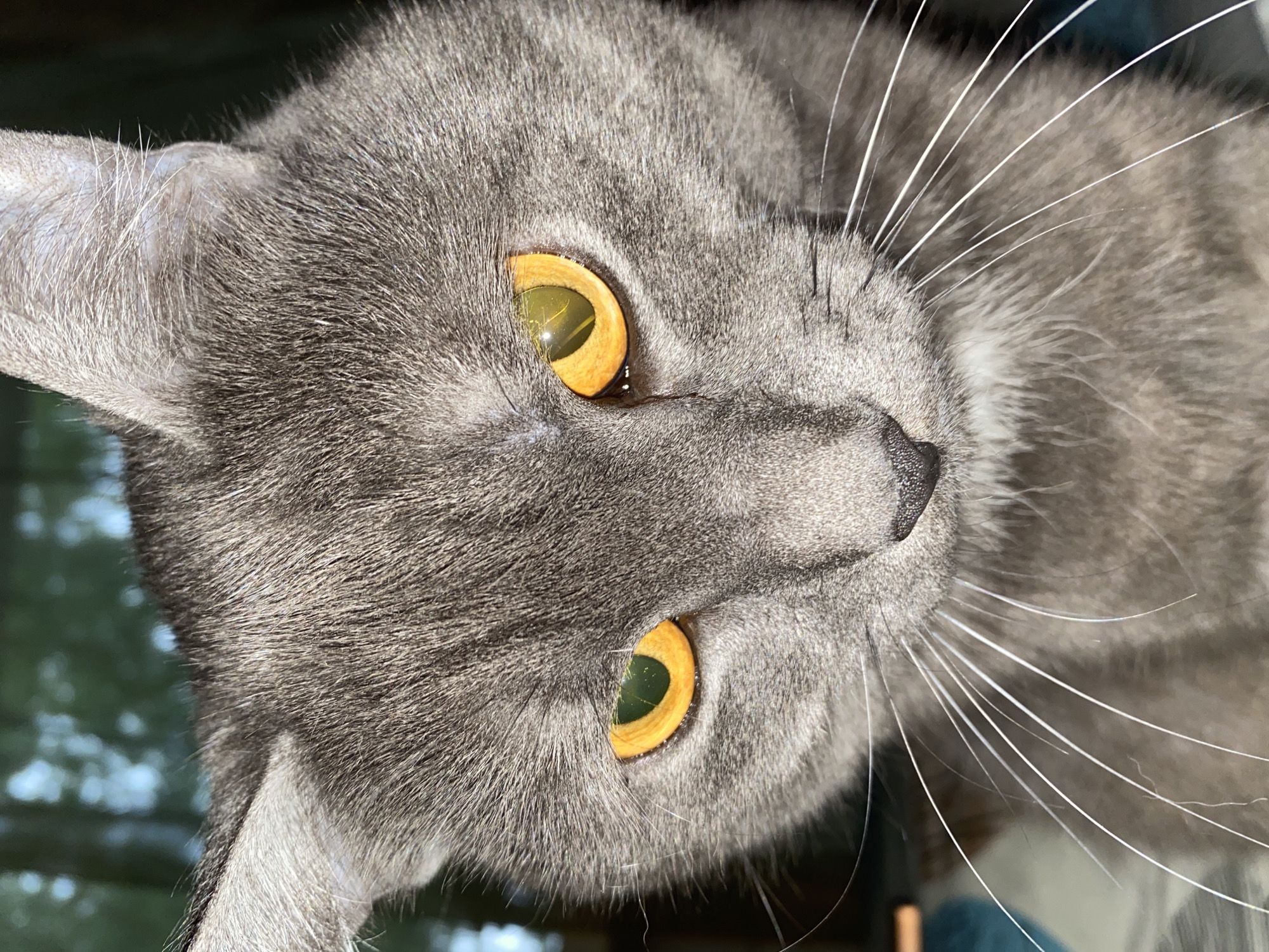 A gray cat with golden eyes is shown in a close-up photograph. The cat is lying on its side, looking upwards at the camera. The background is blurred and out of focus, but appears to be a window. The photograph was not taken in the city of Chaikovsky, Russia.