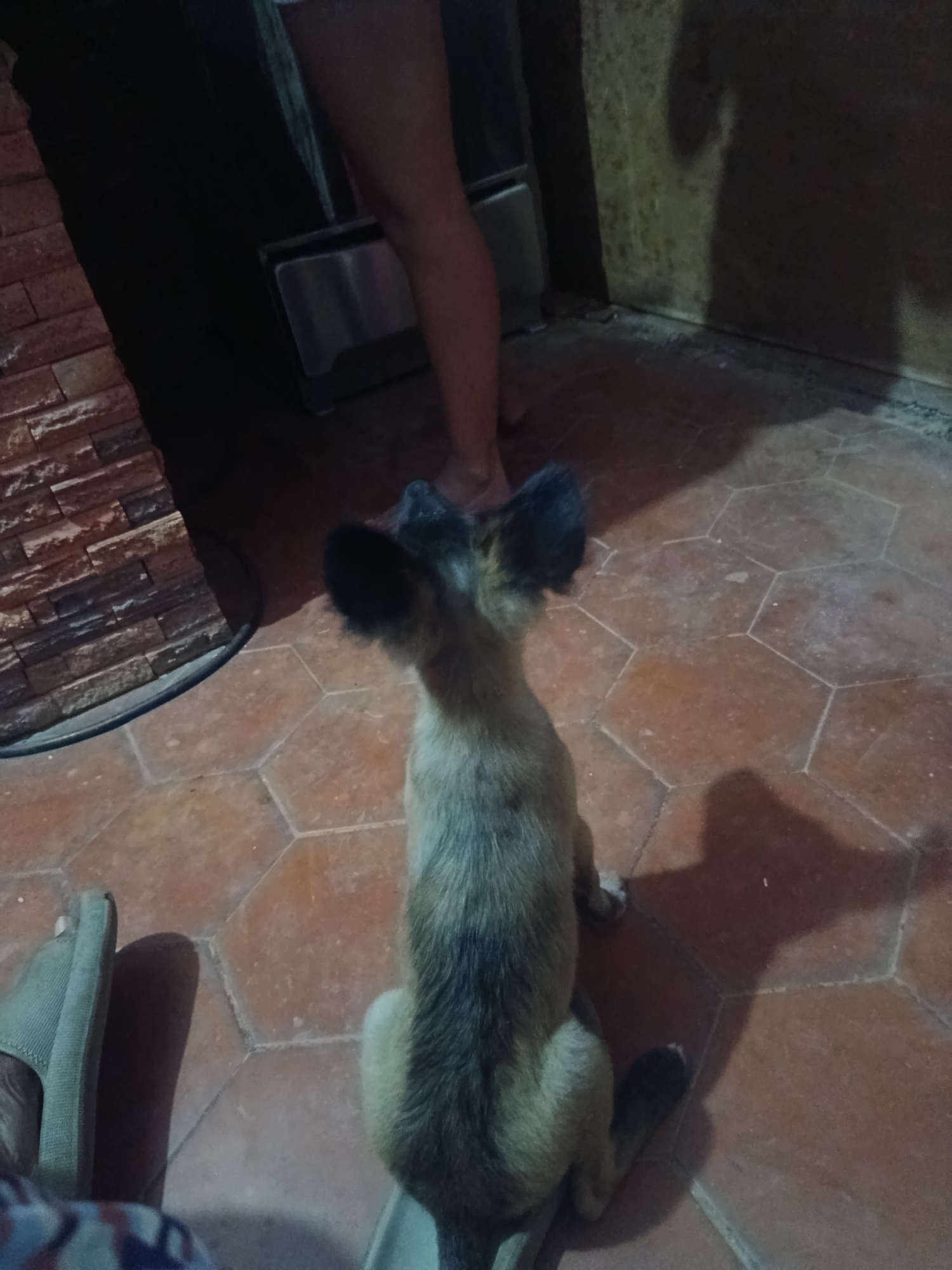 A medium shot, taken from behind, shows a small, slender dog sitting on a reddish-brown hexagonal tiled floor. The dog has large, erect ears with dark tips and a body with a mix of light and dark fur. To the left of the dog are parts of a person, including a foot clad in a light-colored sandal and a glimpse of patterned clothing. In the background, the setting transitions from a brick wall on the left to a person's legs, then a dark wall in the corner of the room. The location is in the city of Juan Griego, Venezuela.