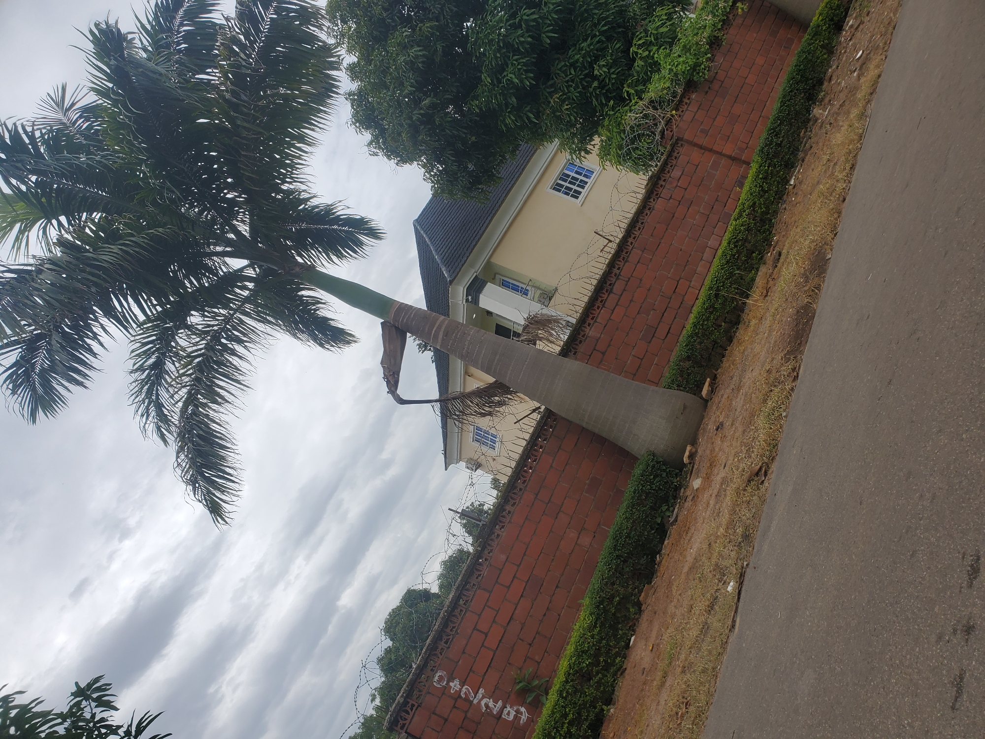 The image depicts a street scene in Jos, Nigeria. A tall palm tree leans diagonally across the frame, its fronds obscuring the overcast sky. In the background, a light yellow house with a dark tiled roof is visible behind a red brick wall topped with barbed wire. A neatly trimmed green hedge runs along the base of the wall. The road in the foreground is paved and appears to be in moderate condition, with patches of dry grass and dirt on the embankment. There are no people visible in the image.