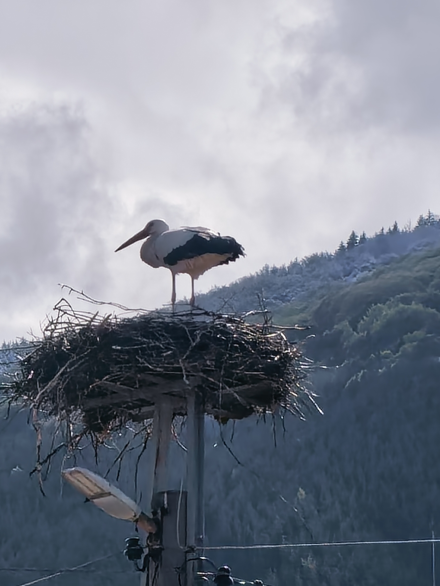 A white stork stands in its nest atop a utility pole in Ovchartsi, Bulgaria. The nest is constructed of sticks and twigs. A streetlight is attached to the same pole, beneath the nest. The background consists of a cloudy sky and a forested mountain slope. Electrical wiring is visible near the base of the pole.