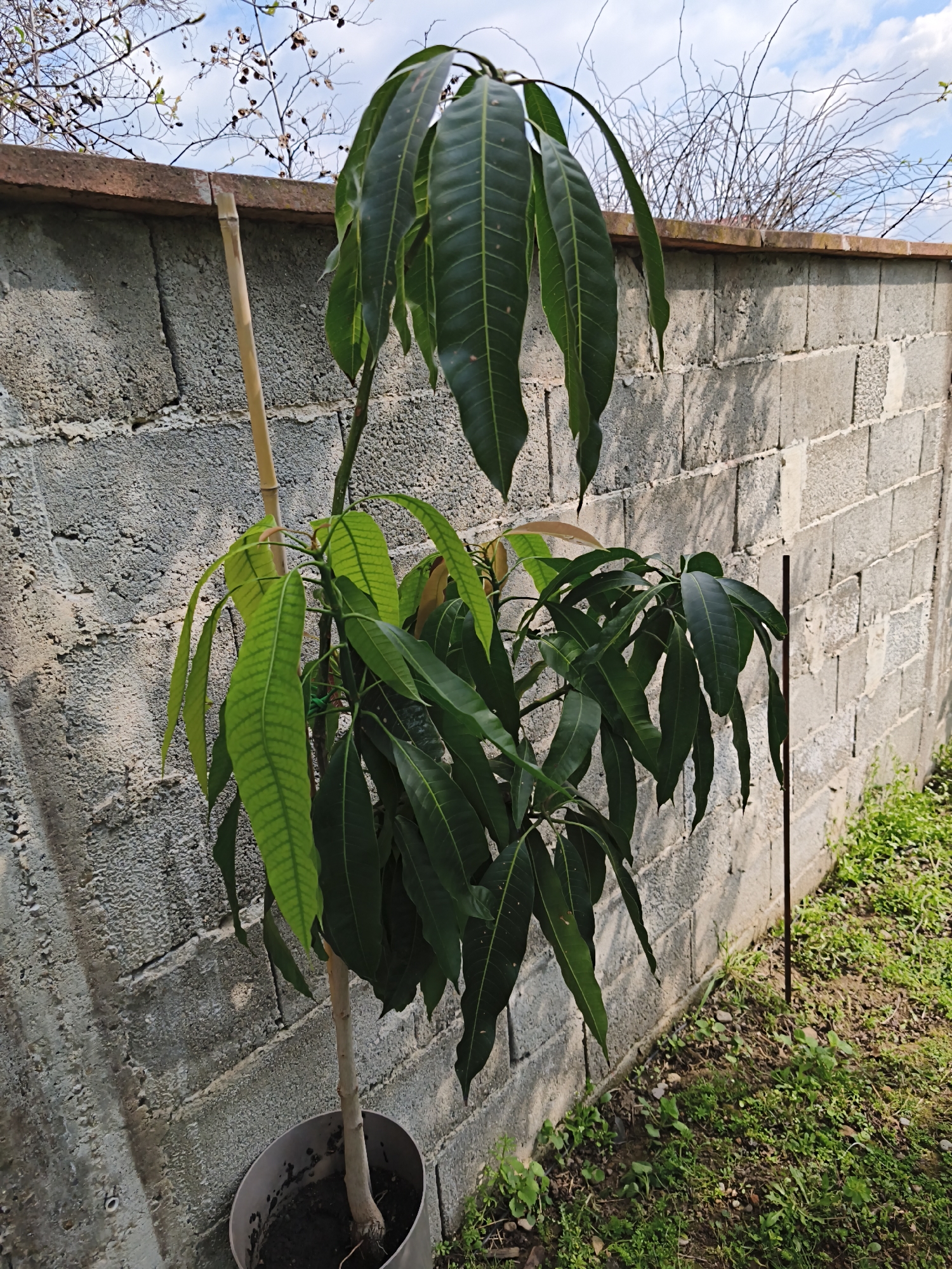 The image shows a mango tree growing in a pot outdoors, leaning against a cinder block wall. The tree has a single trunk supported by a bamboo stake tied to it with green twine. The tree has both mature, dark green leaves and some new, lighter green leaves. A thin metal stake is driven into the ground near the base of the wall. The wall is topped with a brown strip, possibly of brick or concrete. The ground around the base of the wall is covered with grass and weeds. A bare tree branch is visible in the background against a blue sky with clouds. The location is Unknown, Unknown.
