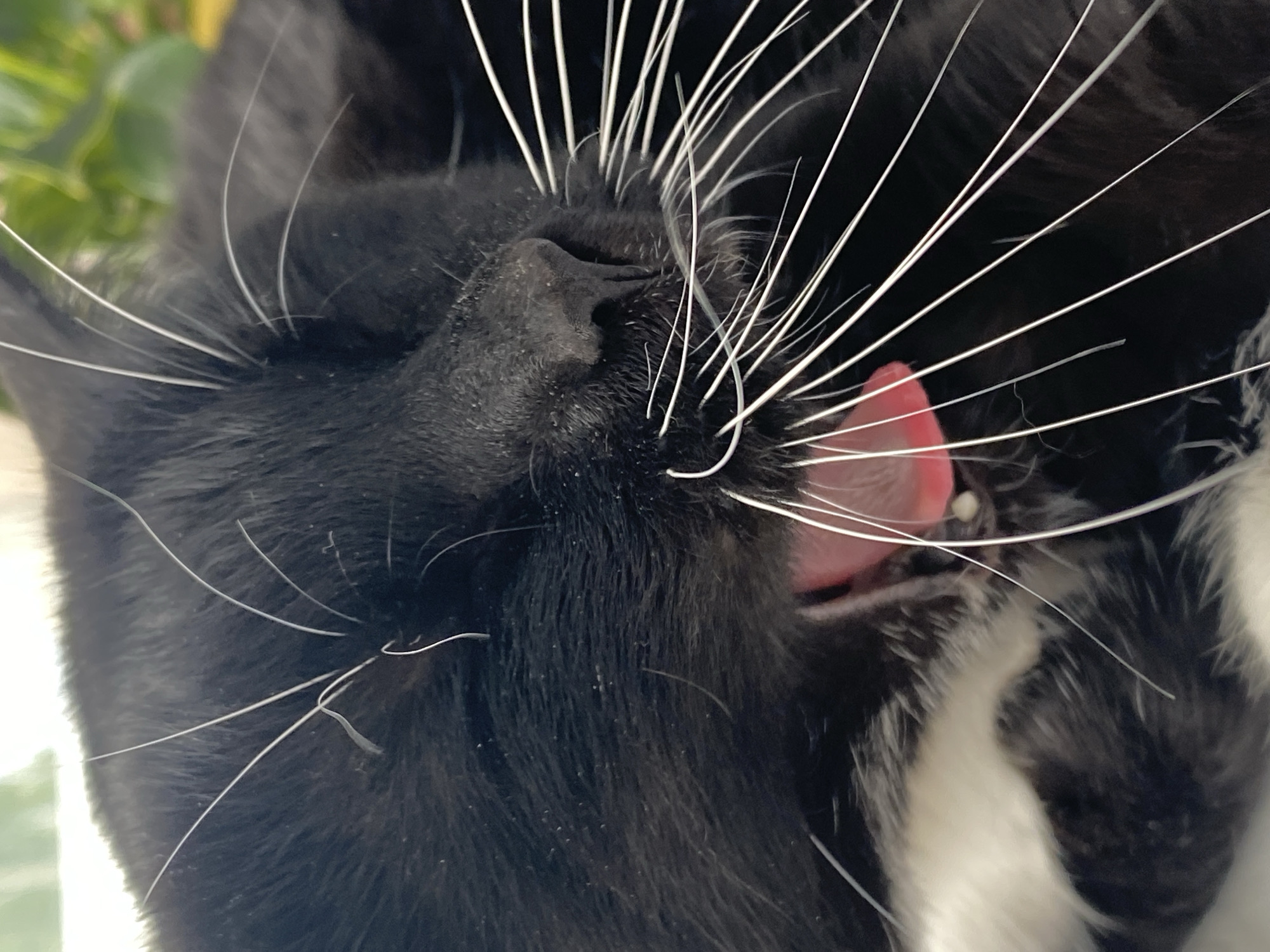 A close-up image depicts the face of a black and white cat licking its nose with a pink tongue. The cat has numerous long white whiskers. The background is blurred and indistinct. There is no indication of location.