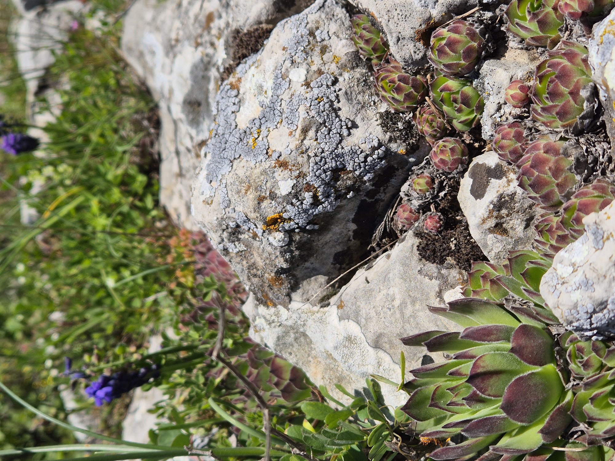 The image depicts a rocky outcrop, likely in a natural setting near Bilka, Bulgaria. The stone is grey and covered in lichen, appearing textured and weathered. Several Sempervivum tectorum plants (houseleeks) grow on and around the rocks. The leaves of these succulents display a green and reddish-purple coloration. To the left of the rock, there is some green vegetation, including a few purple flowers. An orange insect is visible on one of the rocks.