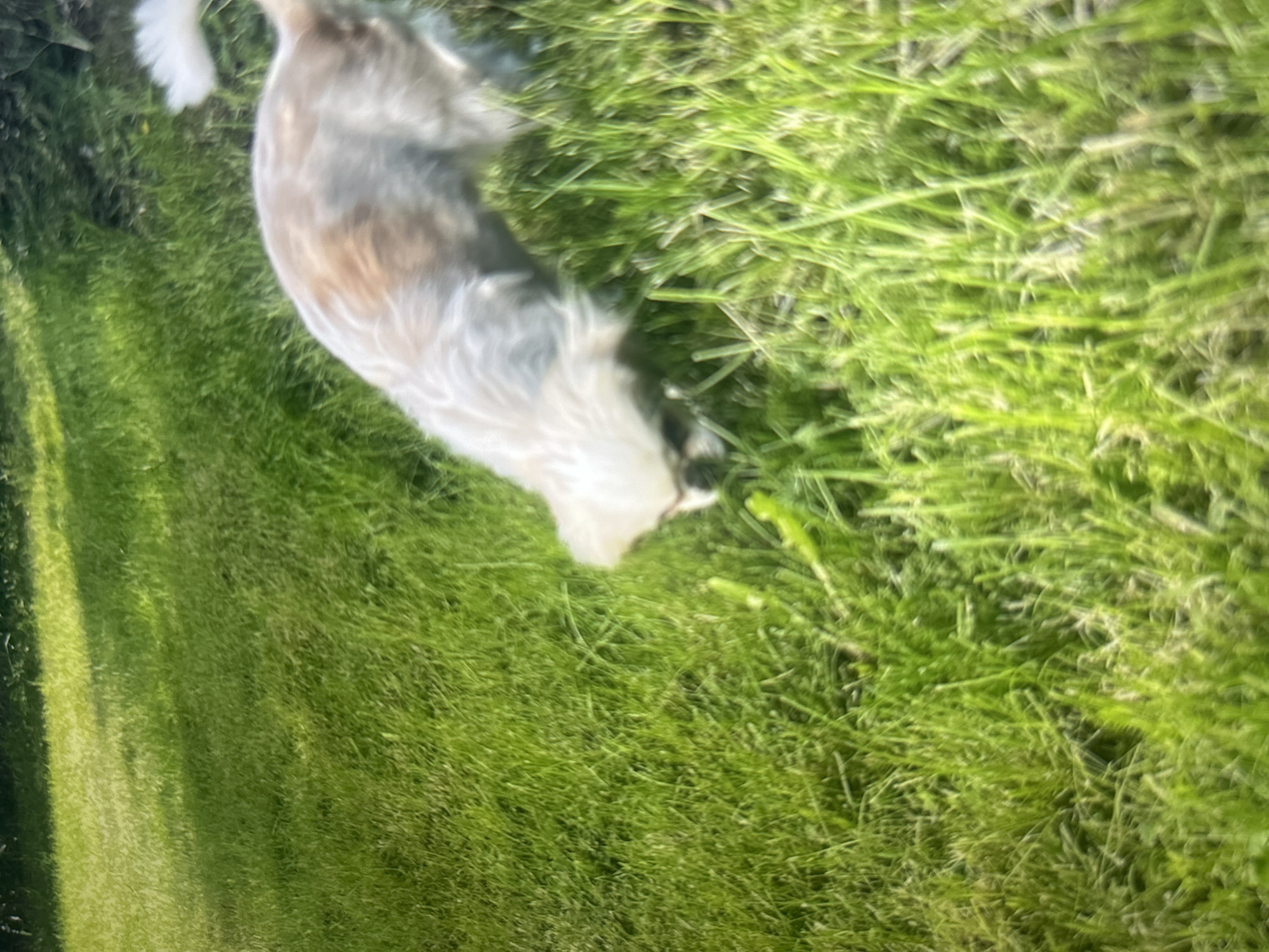 A light-colored dog with brown patches is sniffing the grass in a yard. The grass is green and appears to be well-maintained. In the background, there is a shadow cast by what appears to be a tree or building. The overall scene suggests a sunny day in a residential area. The location is Yagodovo, Bulgaria.