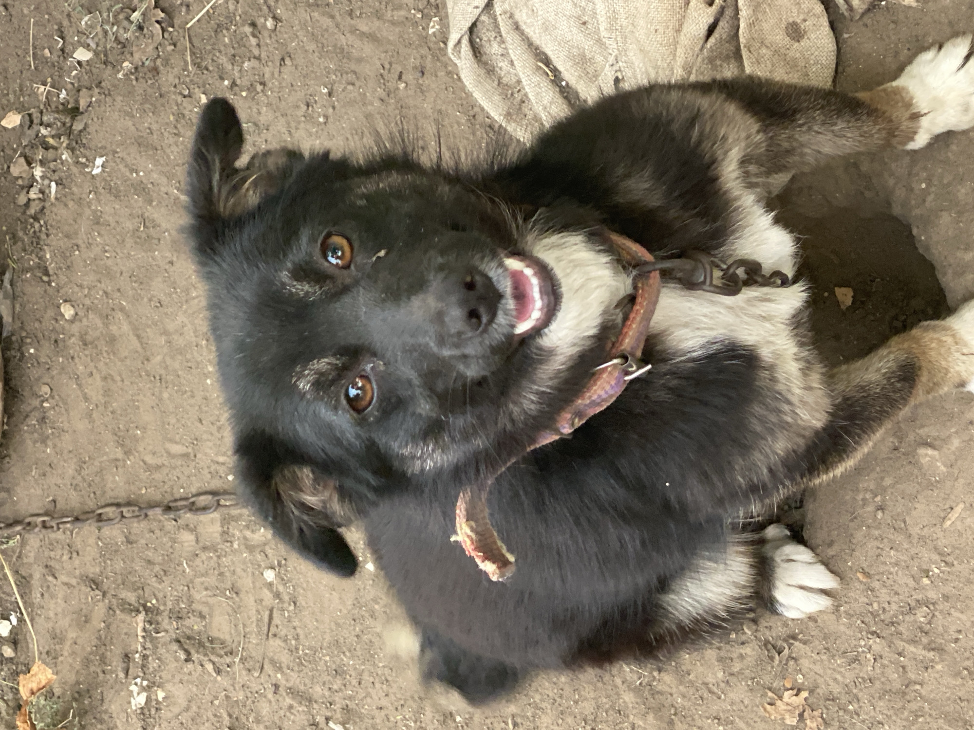 A medium-sized dog with black and tan fur, white markings on its chest and paws, and amber eyes is sitting on the ground outdoors. The dog is wearing a collar and is attached to a metal chain that is partially visible in the upper left quadrant of the image. A piece of bone or stick is draped around the dog's neck. The ground is composed of dirt and small pebbles, with some scattered leaves and a rough, woven fabric to the right of the dog. The background is blurred but appears to be an outdoor, possibly rural or unpaved area. No specific location in Cairaclia, Moldova, is identifiable from the image itself.
