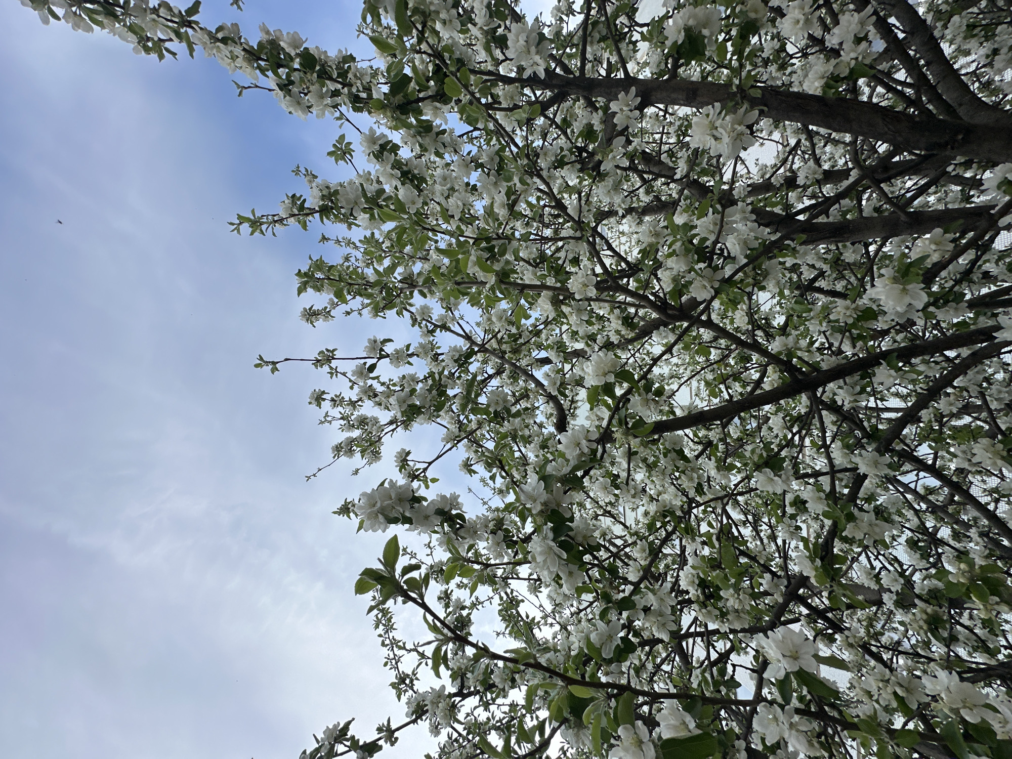 The image shows a view looking up into a tree laden with white blossoms, possibly in the city of Chaikovsky, Russia. The tree's branches fill much of the frame, with a backdrop of a blue sky with scattered white clouds visible through the branches. The blossoms are dense and white. The bark of the tree is visible in the foreground. No people or animals are visible.