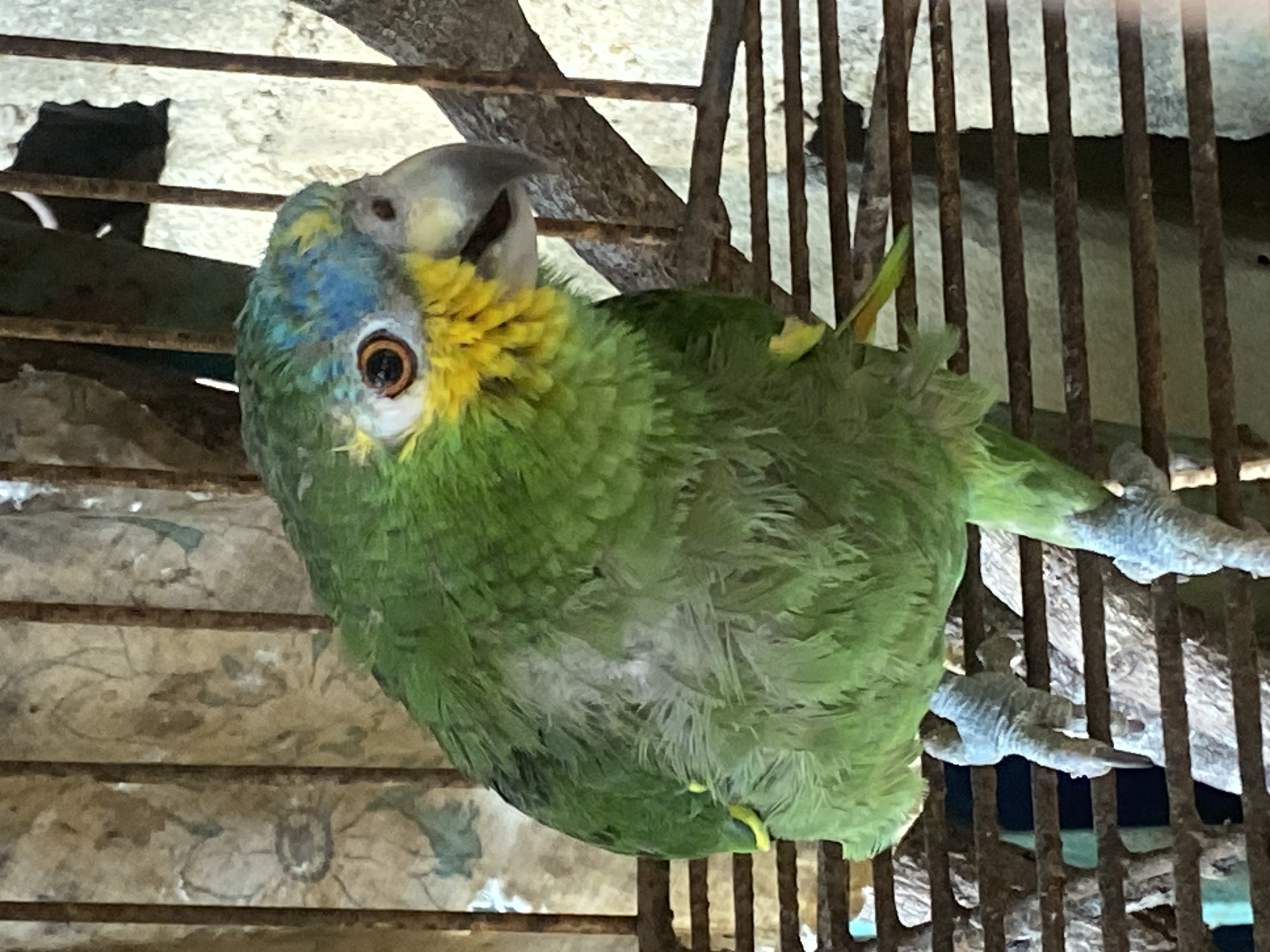 A green parrot with yellow and blue markings on its head is perched inside a rusty cage. The parrot is positioned sideways, with its head tilted upward. The background is indistinct, but it appears to be a wall or surface with faded patterns. The photo was taken in Tinaquillo, Venezuela.