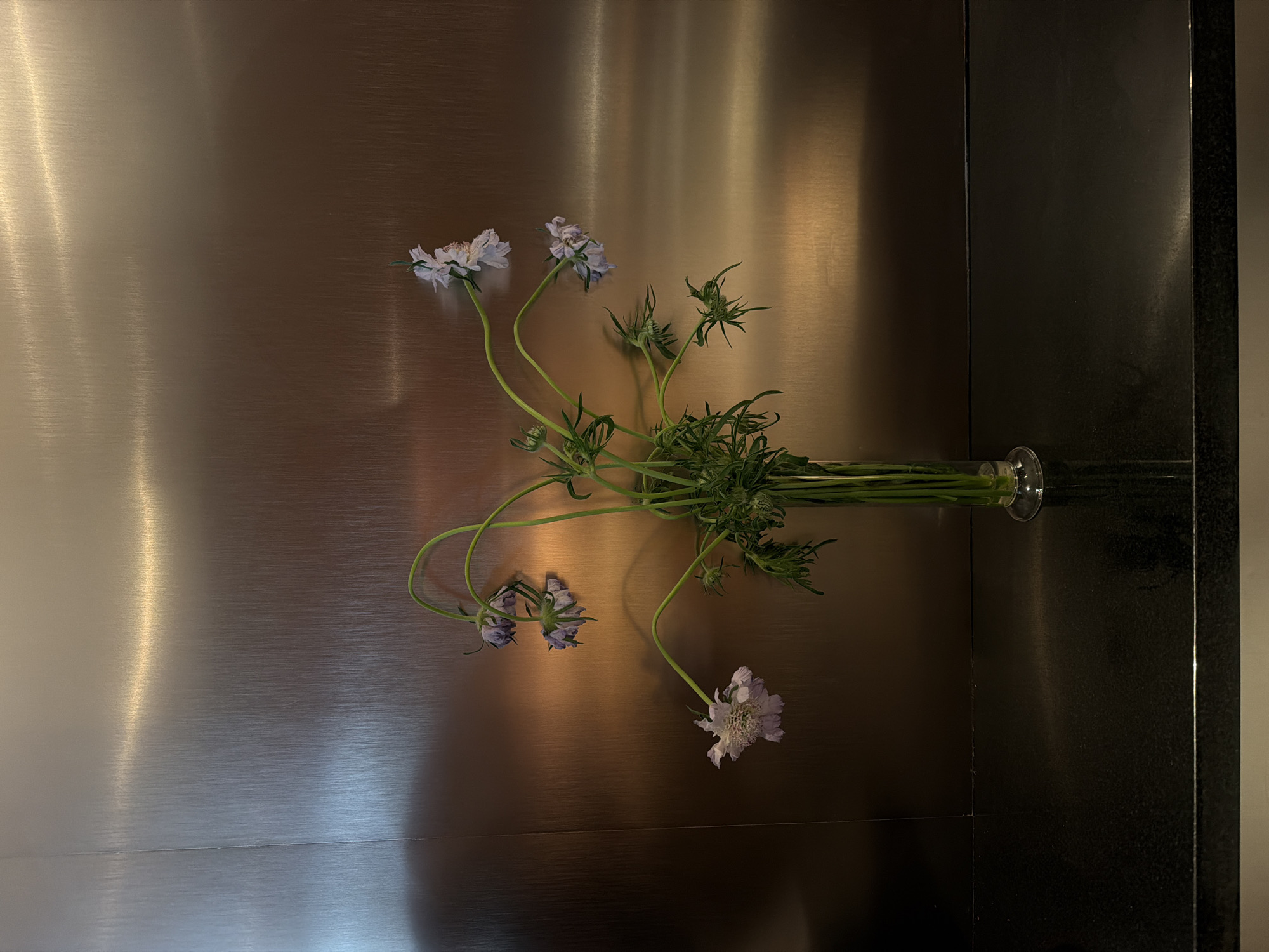 A vase of purple Scabiosa flowers rests on a metallic surface adjacent to a dark, glossy stone or tile wall. The scene is artificially lit, creating reflections and highlights on the metal surface. The exact location in New York City, United States of America is not discernible from the image.