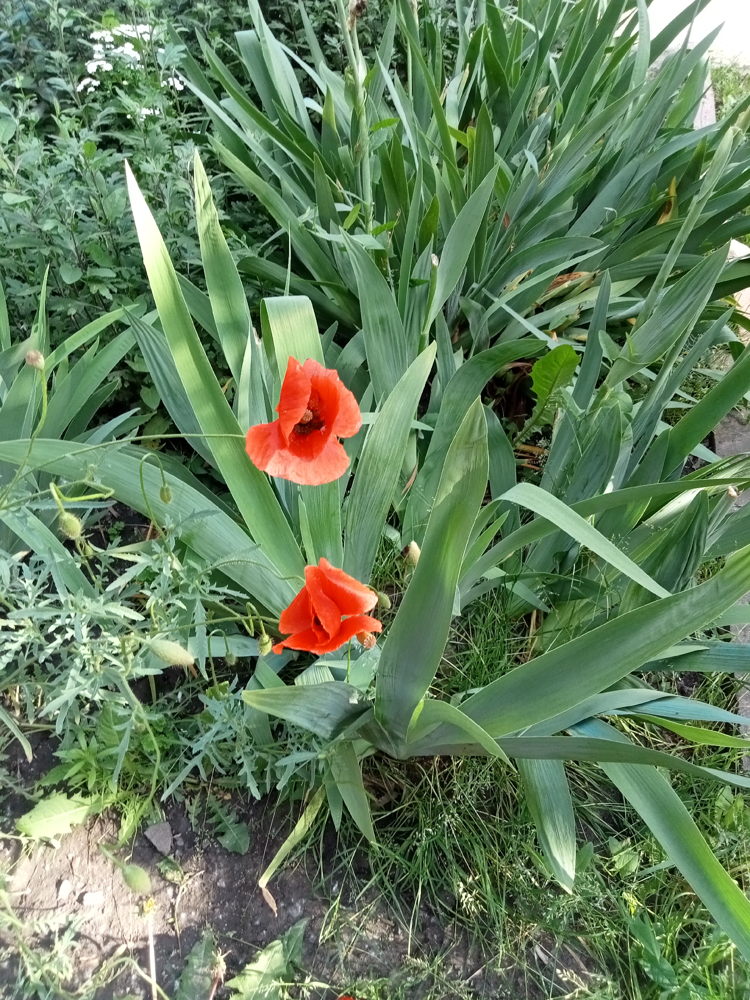 Two vibrant red poppies bloom amidst lush green foliage. The poppies are the focal point, with delicate petals unfurling. Their stems are slender and arching, contrasting with the broad, sword-like leaves of what appears to be an iris plant surrounding them. Small, fuzzy buds are also visible, hinting at future blooms. The ground beneath is a mix of dark soil and sparse green grass, with a few scattered pebbles. The scene suggests a natural outdoor setting, possibly a garden or a wild patch of land in an urban environment.