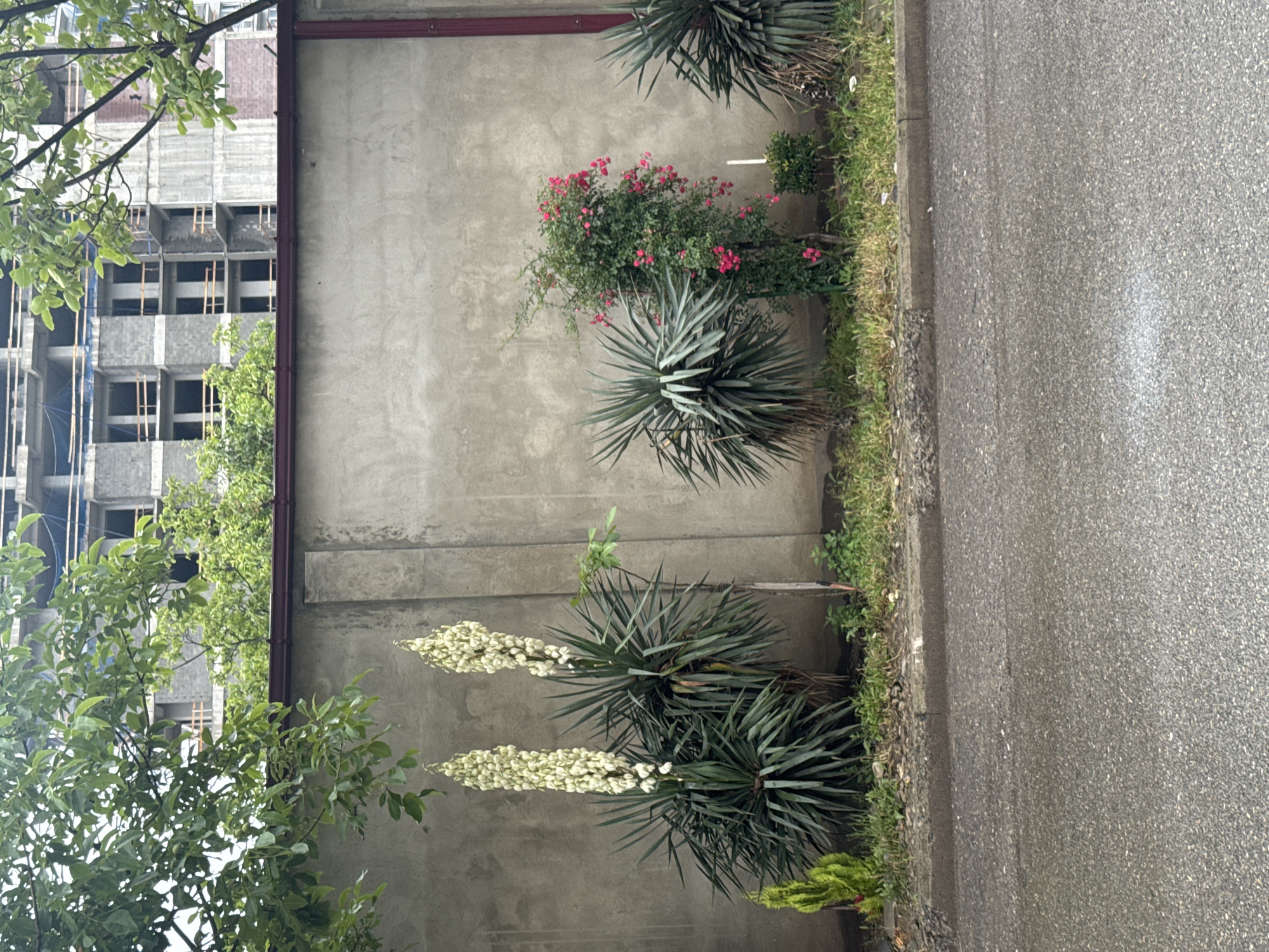 The image depicts a street scene in Tbilisi, Georgia, featuring a gray concrete wall with a dark red trim. In front of the wall, a row of vegetation includes two yucca plants with tall stalks of white flowers, a smaller evergreen bush, and a rose bush with pink flowers. Behind the wall, the upper floors of a multi-story building under construction are visible, with exposed concrete and scaffolding. The foreground shows a wet asphalt road, suggesting recent rain. No people are present in the frame.