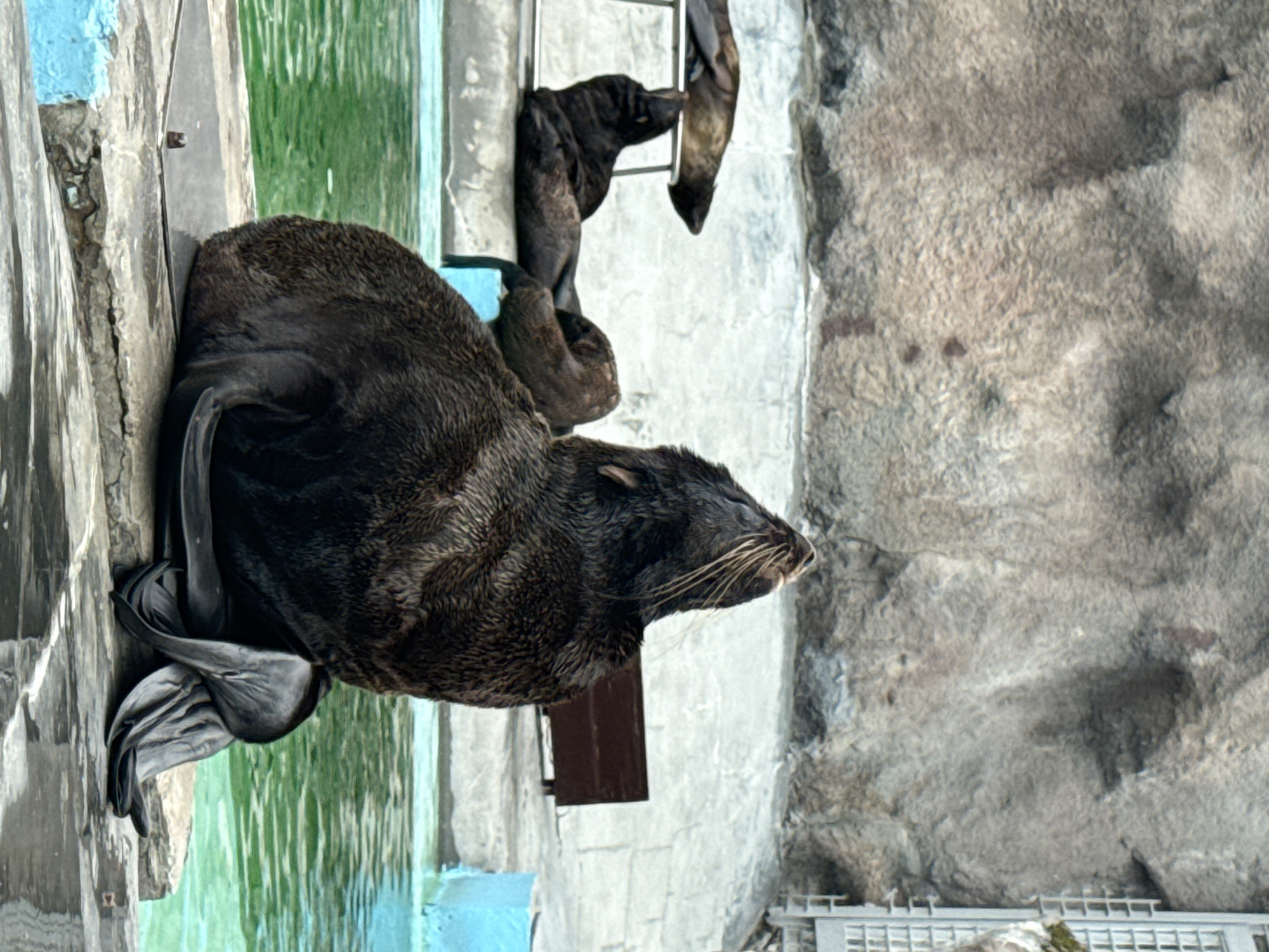 The image depicts a group of seals in an outdoor enclosure. In the foreground, a dark-furred seal is positioned on a rock, looking upwards with its mouth slightly open and whiskers prominent. Its flippers are spread out on the rock. Behind this seal, to the left, are two more seals. One is lying down on a raised platform, while another is partially visible, appearing to be in a resting position. The enclosure features a rocky background and a pool of green water. To the right, a blue structure is visible near the edge of the pool, and a dark brown wooden object is positioned further back. A metal grate structure is also present in the background on the right. This scene is located within the Udmurt State Zoological Park in Izhevsk, Russia.