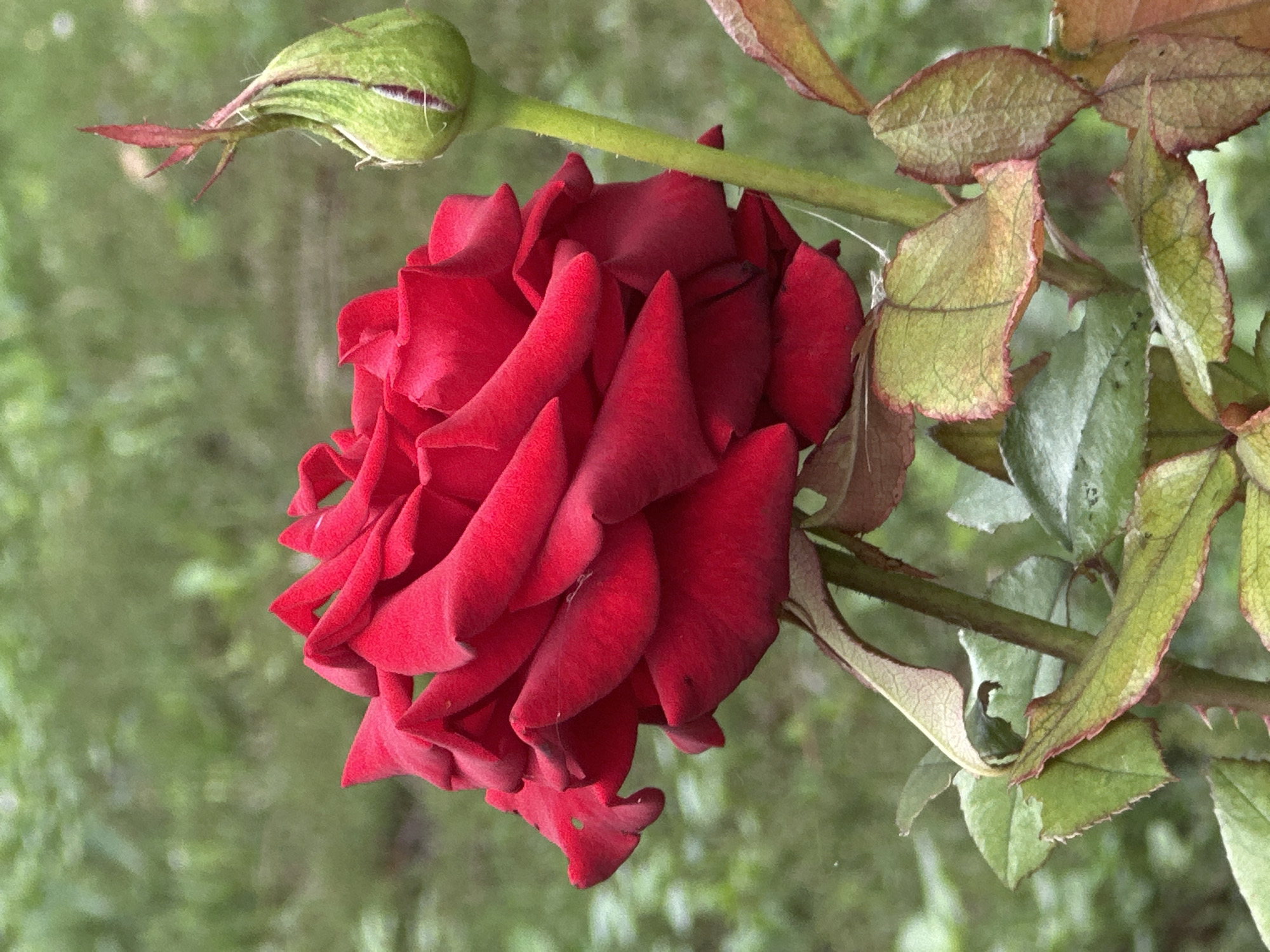 A close-up, eye-level, outdoor shot features a partially bloomed red rose and its developing bud set against a softly blurred green background. The rose's petals are a deep, velvety red, with some appearing slightly curled and others unfurled, revealing layers of textured surfaces. Fine white spider silk is visible on some petals. To the right of the rose, a green rose bud stands upright, its tip adorned with small, reddish-pink leaves. The stem of the rose plant is visible, along with several leaves in various stages of health; some are a vibrant green, while others show signs of browning and a reddish edge. The overall lighting is natural and diffused. The setting appears to be a garden or natural area, with the blurred green suggesting foliage or grass. There are no people or animals present in the image. The scene is tranquil and focused on the details of the rose plant.