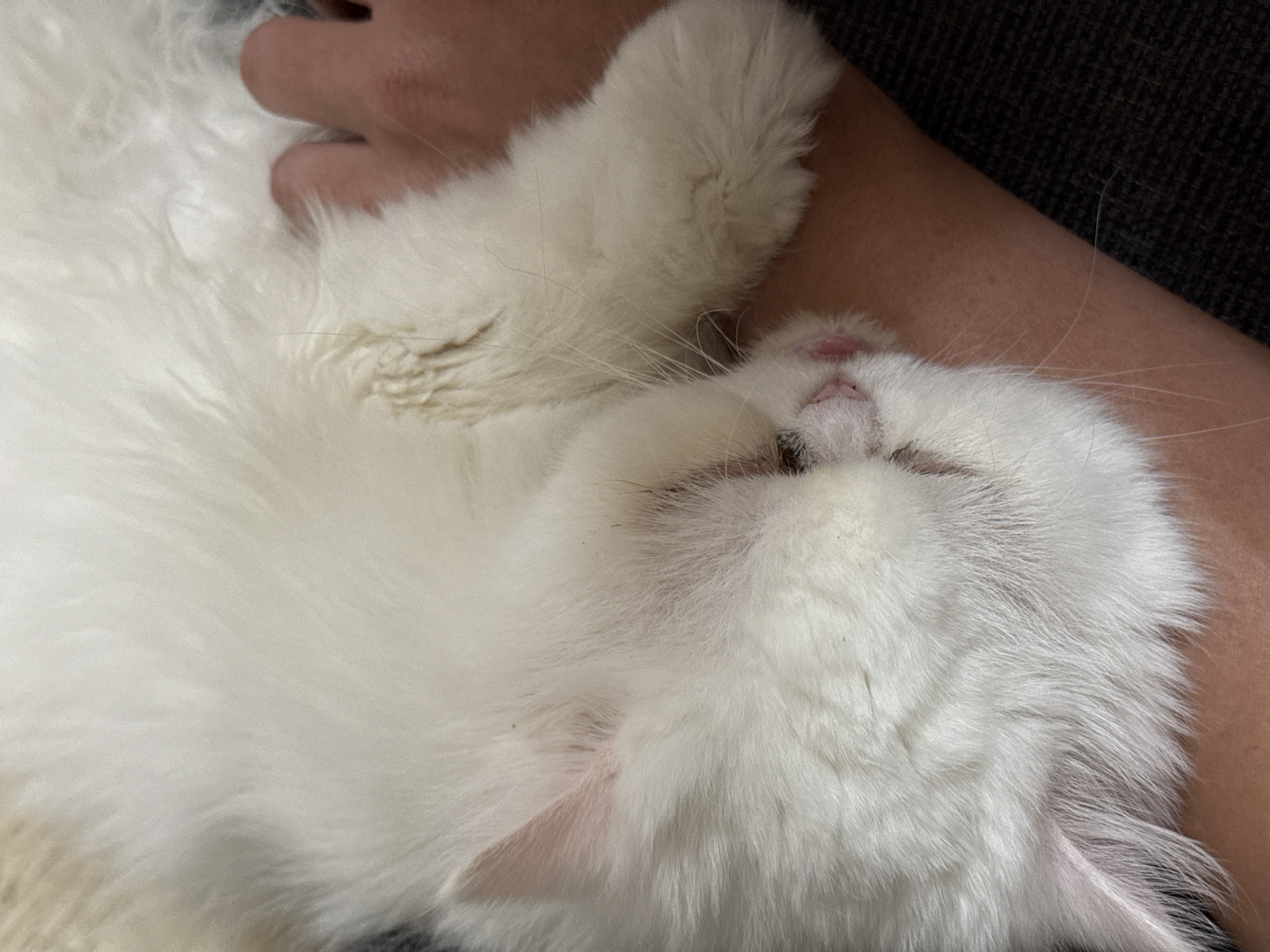 The image shows a close-up of a fluffy white cat sleeping on a person's arm. The cat's face is visible, with its eyes closed and its nose slightly pink. The person's hand is gently resting on the cat's fur. The background is dark and appears to be a textured surface, possibly a couch or blanket. There is no discernible information in the image that can be used to determine the location in Burgas, Bulgaria.