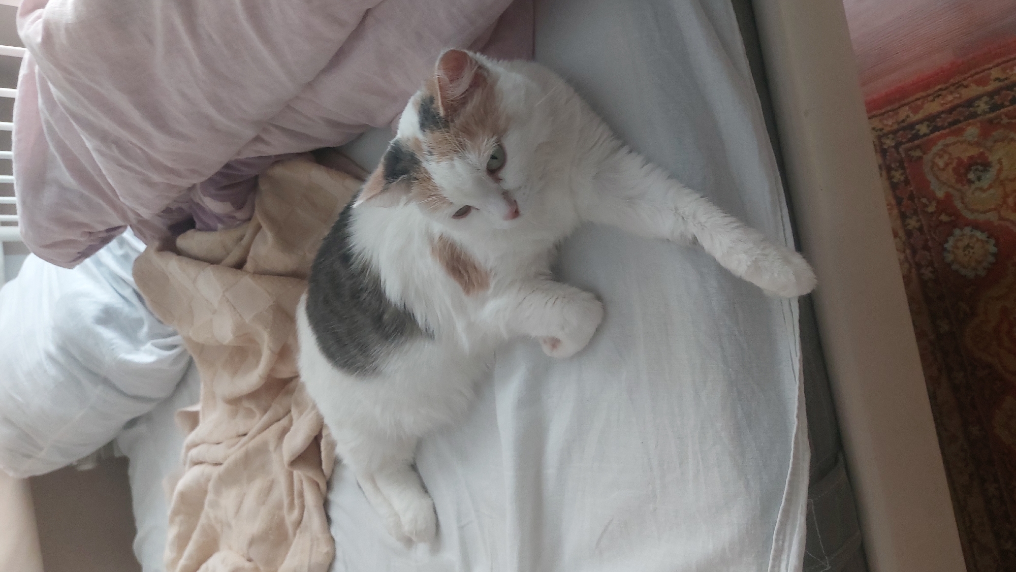A white cat with patches of brown and grey is lying on a white bedsheet. The cat has one paw stretched out. Pillows and blankets are visible on the left side of the image. Part of a rug is visible in the upper right corner. The location is Novosibirsk, Russia.