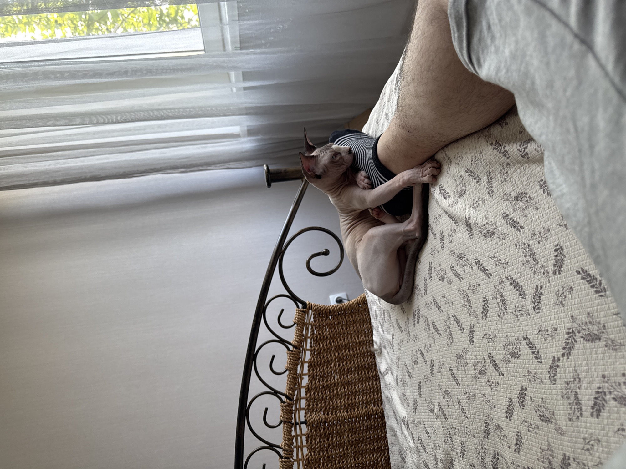 A hairless cat lies on a bed, nestled against a person's leg. The cat is light pink with dark ears. The person is wearing striped socks and gray pants. The bed has a patterned comforter and a wicker headboard. A window with sheer white curtains is visible in the background, with green foliage outside. The scene takes place indoors.