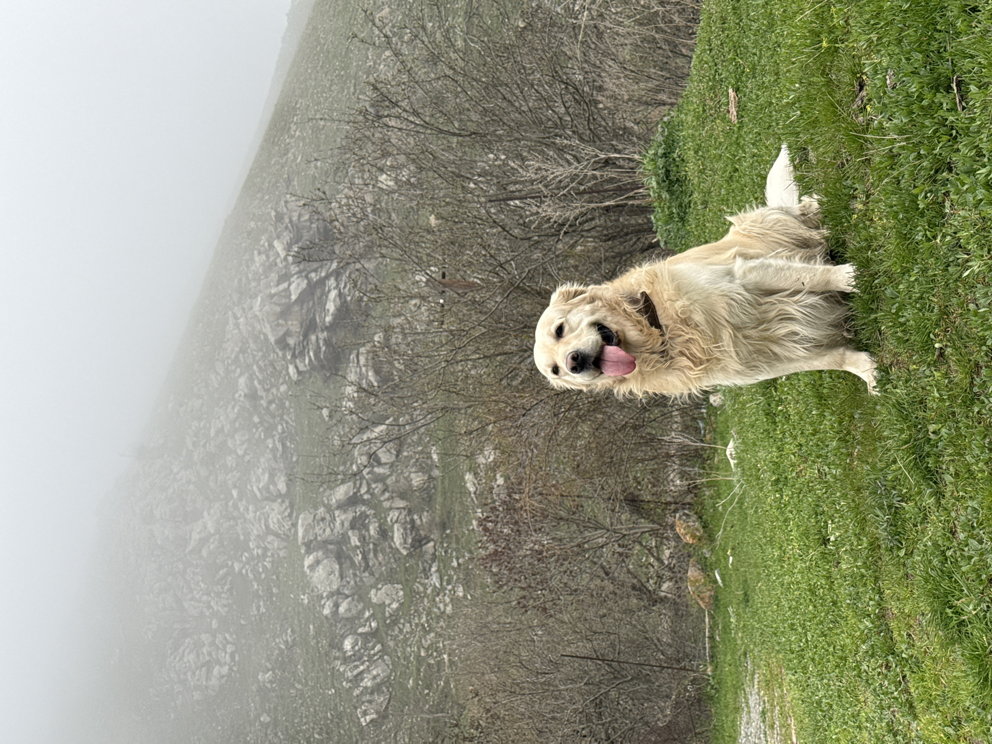 A medium shot captures a Golden Retriever outdoors. The dog is standing on a grassy slope. To the left, visible through a break in the fog, is a rocky, mountainous terrain. The image location is Karaberd, Armenia.