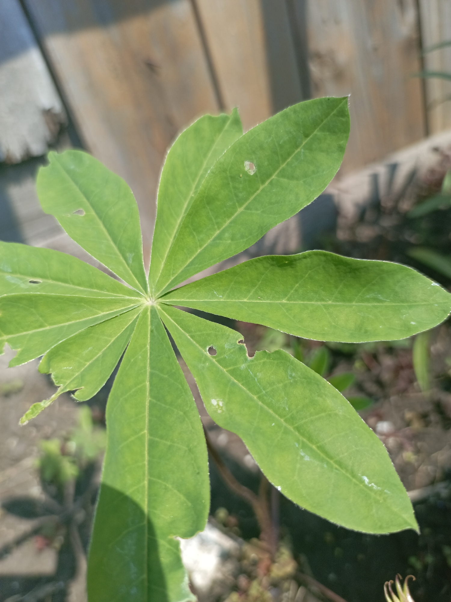 The image displays a close-up view of a bright green, palmately compound leaf, possibly from a cassava plant, against a blurred background. The leaf is composed of several leaflets radiating from a central point. Some of the leaflets show signs of damage, with small holes and ragged edges. The background features a wooden fence with planks of varying shades of brown and grey, illuminated by sunlight, casting shadows. Hints of greenery and soil are visible at the bottom and right of the frame. The image appears to have been taken outdoors, likely in a garden or natural setting. The location is specified as Zalesovo, Russia.