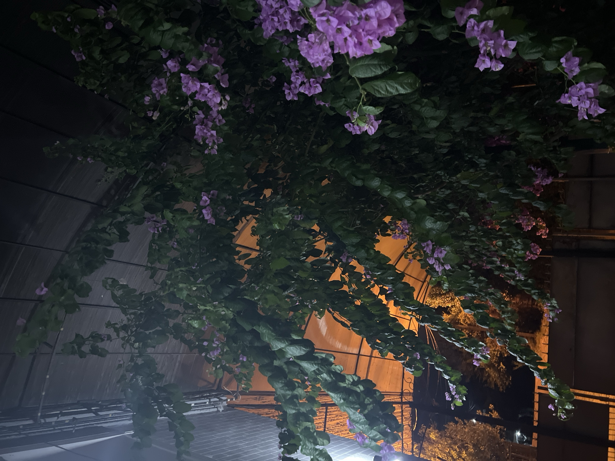 The image depicts an outdoor scene at night, likely in Sokhumi, Abkhazia, focusing on a large bougainvillea plant with abundant purple flowers and green leaves. The plant is trained to grow over a structure, possibly a pergola or awning, with an orange-tinted translucent roof visible. The lighting suggests artificial illumination from streetlights or nearby buildings, casting an ambient glow and creating shadows. In the background, out-of-focus trees with illuminated foliage suggest a natural environment adjacent to an urban setting. A dark fence is visible at the bottom of the frame. No people are present in the image.