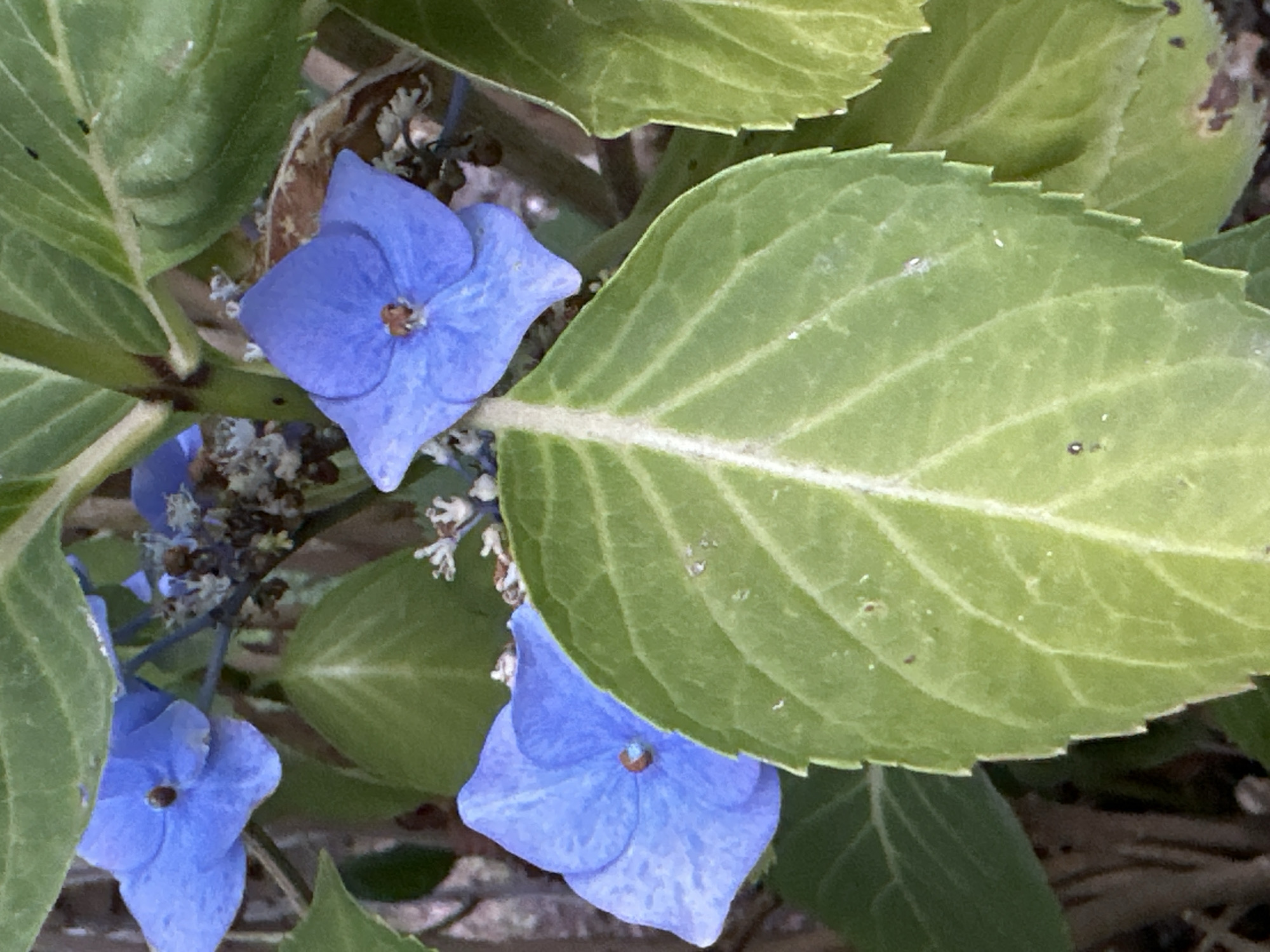 This close-up media file features several blue hydrangea flowers interspersed with large, green, serrated leaves. The flowers are delicate and appear to be in various stages of bloom, with some fully open and others still budding. Their color is a vibrant blue, with a hint of pink in the center of some petals. The leaves are broad and veined, with a matte finish.
The lighting suggests it is daytime, and the overall atmosphere is natural and serene. The background is softly blurred, hinting at a garden setting with some dry brown foliage and darker earth tones, possibly indicating a natural, outdoor environment. There are no people or animals visible. The focus is entirely on the botanical details of the hydrangeas. The image is taken from a slightly elevated angle, looking down onto the flowers and leaves. The detailed texture of the petals and the veins of the leaves are clearly visible, suggesting a high-resolution capture. There is no visible text in the image. This scene is consistent with a garden in Krefeld, Germany, during the blooming season of hydrangeas.