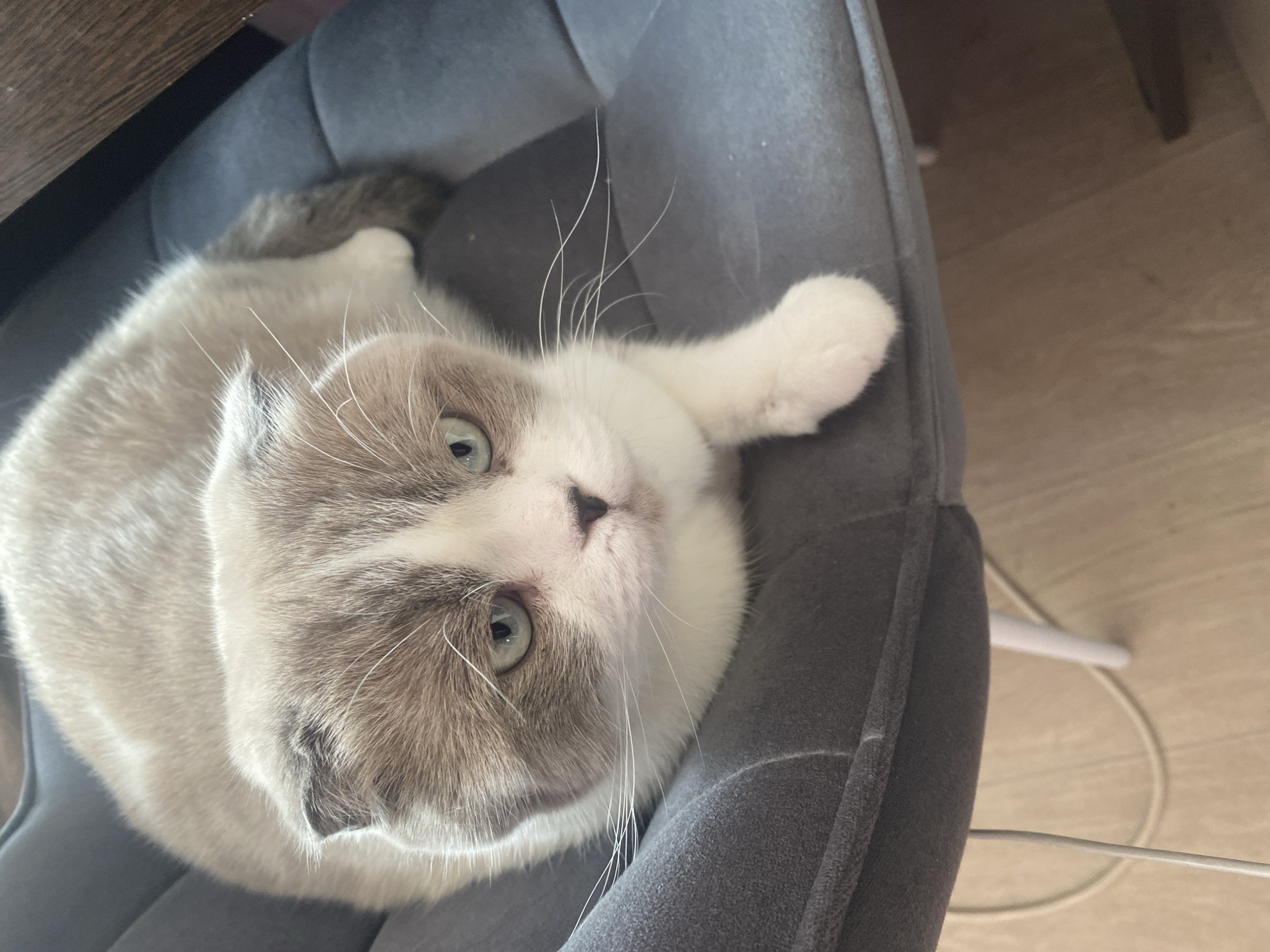A light-colored cat with gray and white fur is lying on a gray, cushioned chair, looking directly at the camera. The cat's right paw is extended towards the top right of the frame. Part of a wooden table is visible in the upper left corner. The background is blurred but appears to be a light-colored floor. No information indicates this is in Novokuznetsk, Russia.