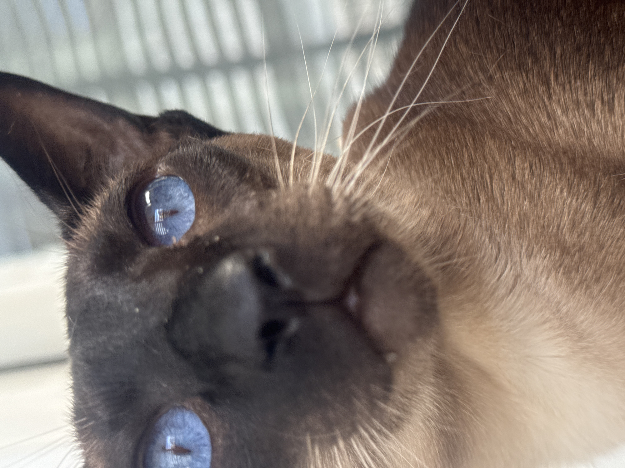 A close-up, upward-angle shot focuses on the face of a Siamese cat. The cat has striking blue eyes and a dark brown nose and ears. Its fur transitions from dark brown to a lighter tan color on its body. White whiskers extend from around its nose. The background is slightly blurred, showing what appears to be a window with vertical blinds. The image does not provide sufficient information to determine its location in Ramat Gan, Israel.