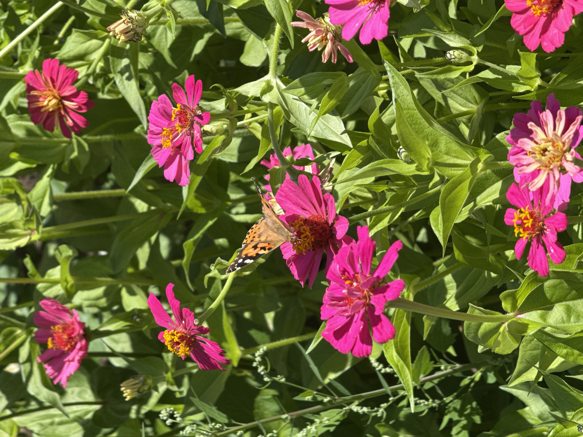The image depicts a close-up of a cluster of bright pink zinnia flowers with yellow and red centers, bathed in bright sunlight. A painted lady butterfly with orange and black wings is perched on one of the zinnias, its wings partially open. The flowers are in various stages of bloom, with some buds visible. The background is a lush green foliage of leaves and stems, creating a natural, outdoor garden setting. The location is identified as Boru-Bash, Kyrgyzstan. There are no people or any other discernible objects or actions in the image.