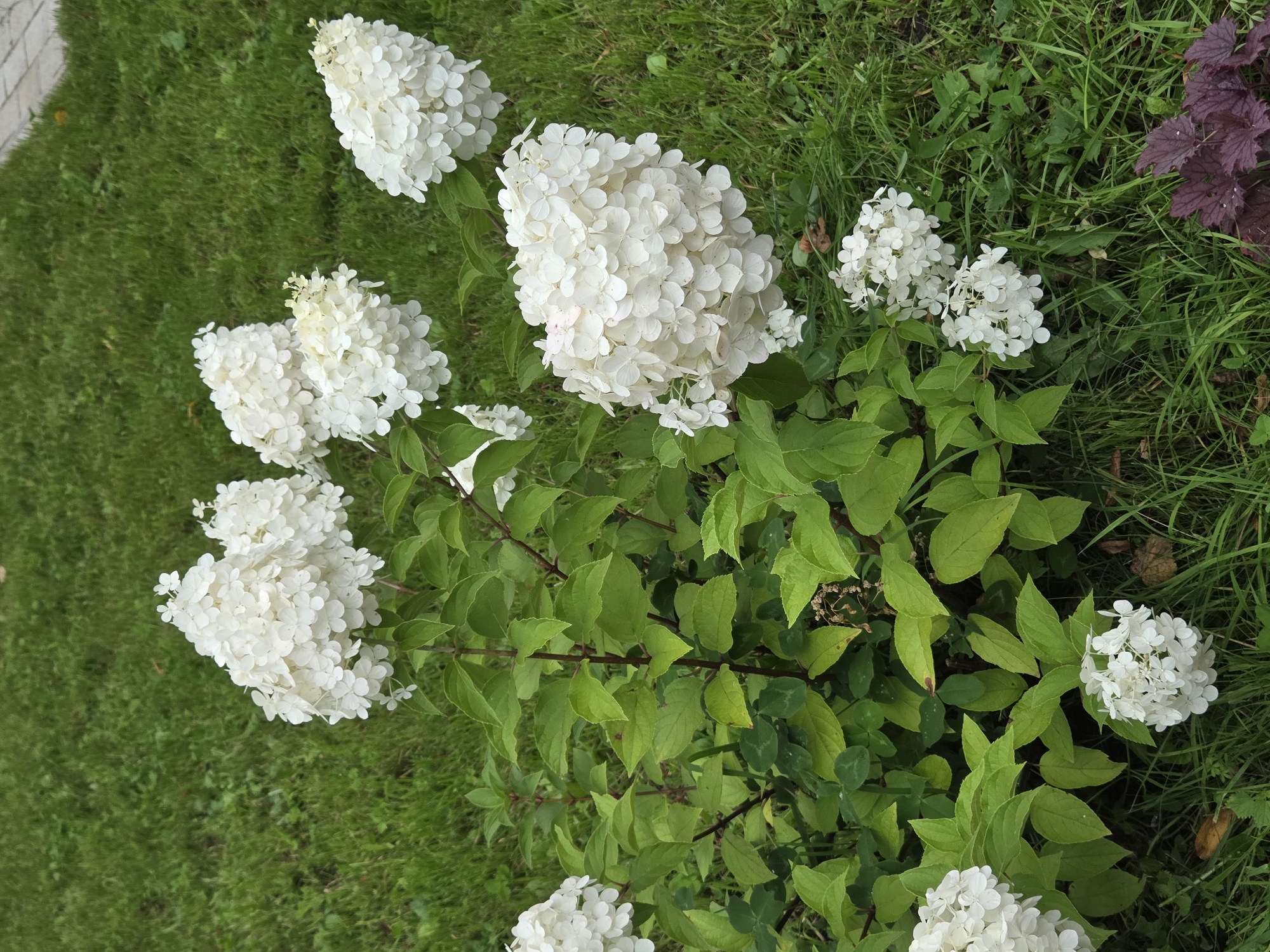 The image shows a cluster of white hydrangeas with green leaves on a lawn. The hydrangeas are the main subject of the image, with several large flower heads in various stages of bloom. The leaves are lush and green, and the lawn is well-maintained. The scene appears to be in a garden or park. There is no indication of Zvenigorod, Russia, in the image.