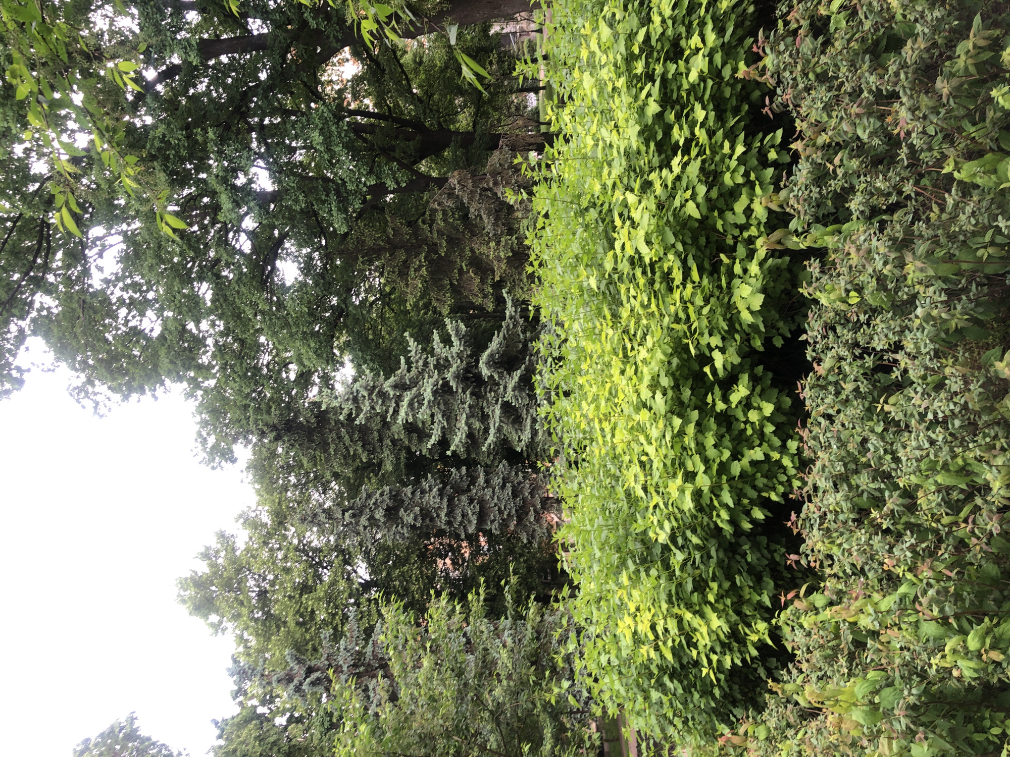 The image captures a lush, green urban landscape in Kyiv, Ukraine. The scene is dominated by a variety of trees and bushes. On the left are tall trees with dense foliage, partially obscuring the sky. A blue spruce is nestled among the green trees, contrasting in color. Adjacent to the trees on the right are dense, green bushes. The overall impression is of a well-maintained park or garden.