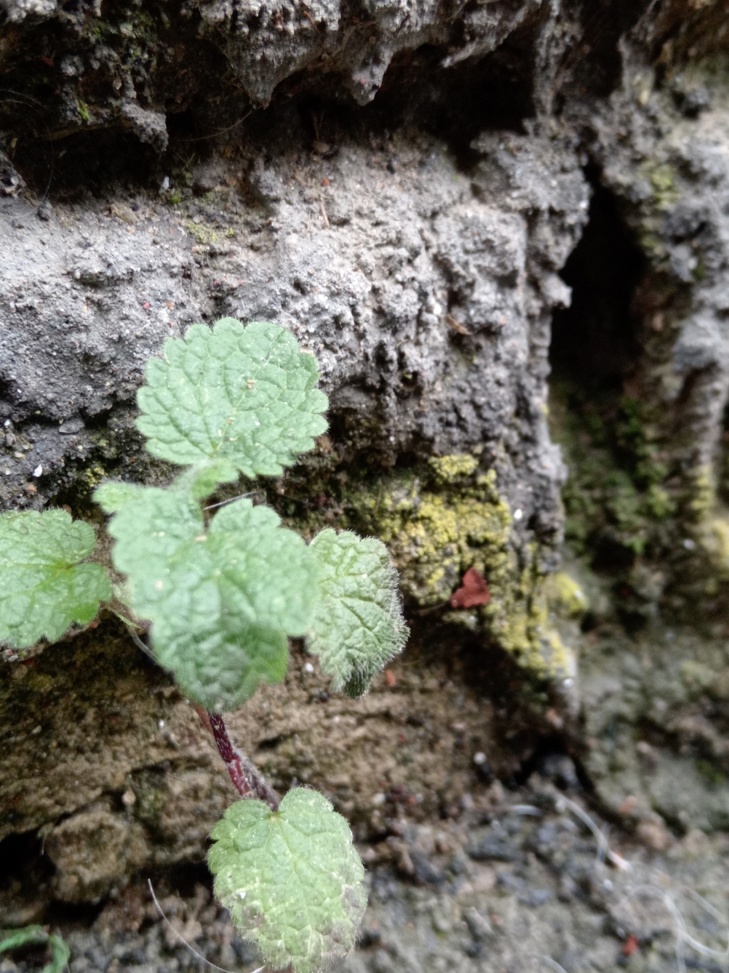 A close-up, eye-level shot captures a small, green plant with fuzzy leaves growing from a rough, gray textured surface that appears to be a wall or rock face. The plant has a thin, reddish stem and several heart-shaped leaves with serrated edges. The background is dominated by the weathered, porous texture of the wall, which has patches of moss and some dark crevices. The lighting is natural, casting soft shadows and highlighting the details of the plant and its immediate surroundings. The image is static and shows no activity. It is not possible to determine the specific location within Uchkeken, Russia from the visual information provided.