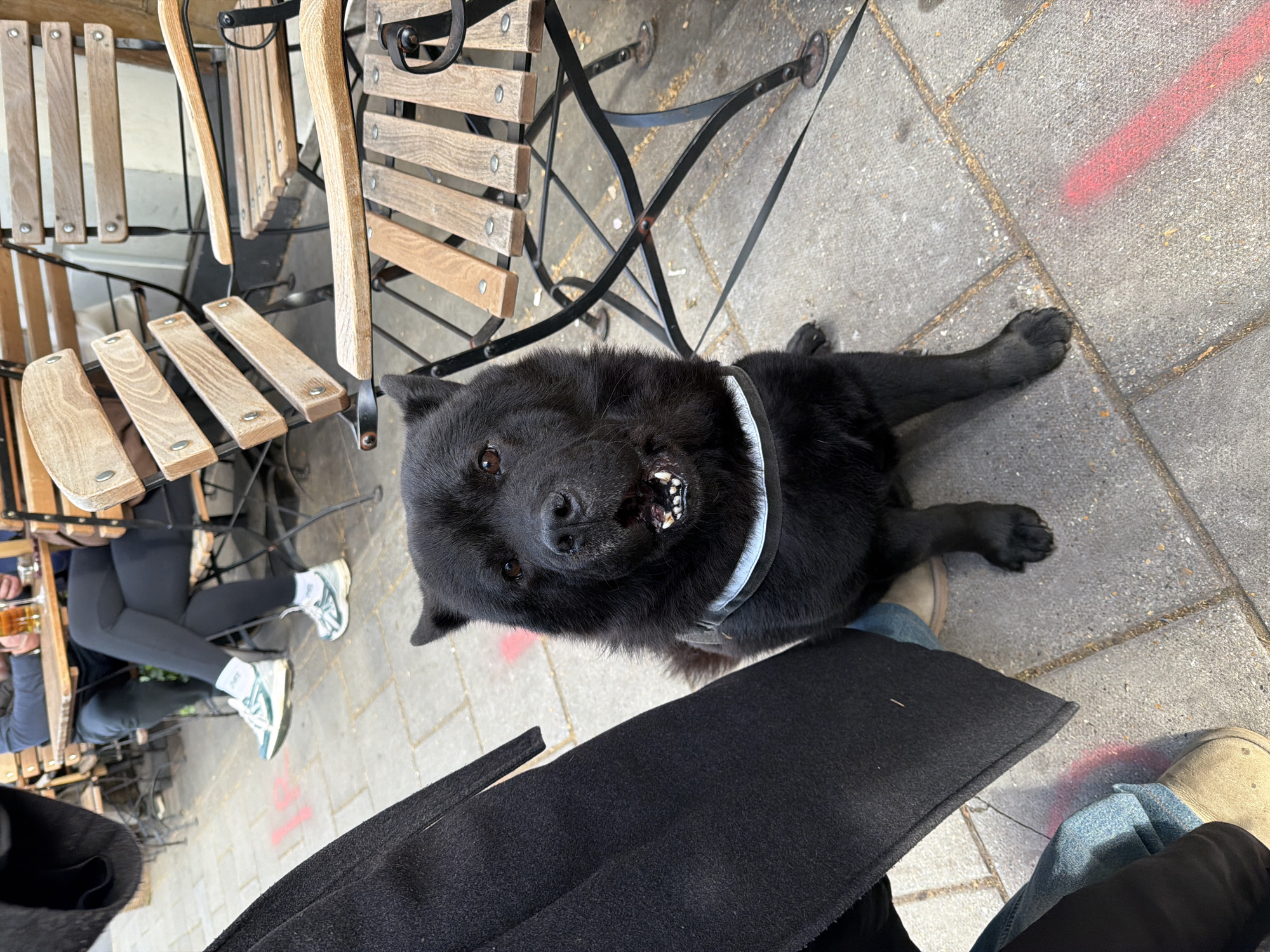 A black Chow Chow with a white harness lies on a paved surface, possibly a sidewalk, near outdoor seating. The dog's mouth is slightly open, revealing its teeth. A person wearing jeans and suede shoes is partially visible in the lower right corner, and a black coat lies over their lap. Another person is seated at a wooden chair in the background, wearing leggings and sneakers. The overall setting suggests an outdoor cafe or restaurant in an urban area. Red spray paint marking can be seen on the sidewalk. The picture was most likely taken during the day as the lighting suggests. There is nothing in the photo to indicate its location in the city of London, United Kingdom.