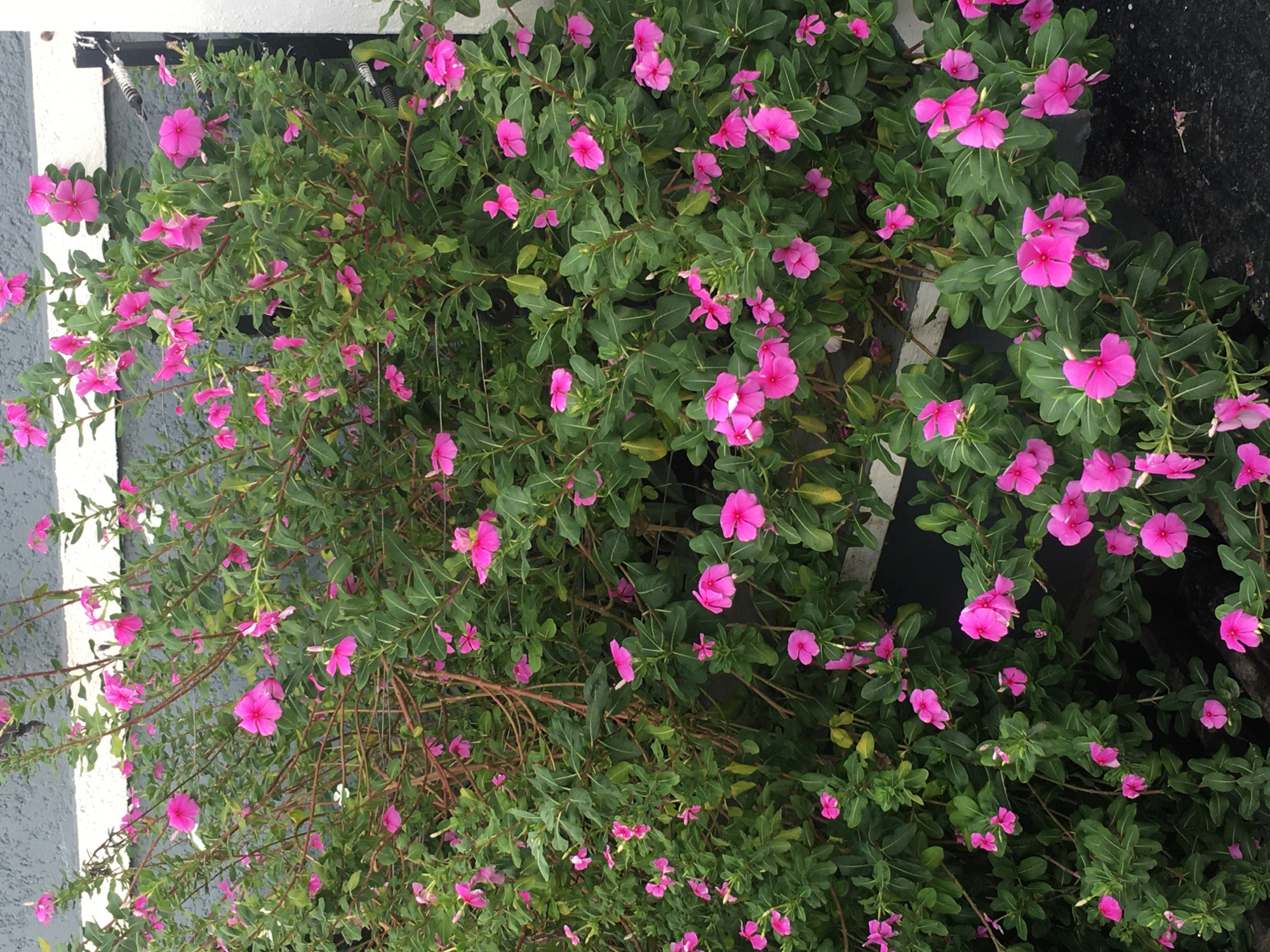 A horizontal, ground-level outdoor shot shows a dense bush of bright pink flowers with green leaves, possibly periwinkles. The bush appears to be next to a building with a gray exterior wall and white trim along the top edge. A black, possibly painted, surface is visible on the right side of the image. The image was taken in Ado, Nigeria. No people are visible in the frame.