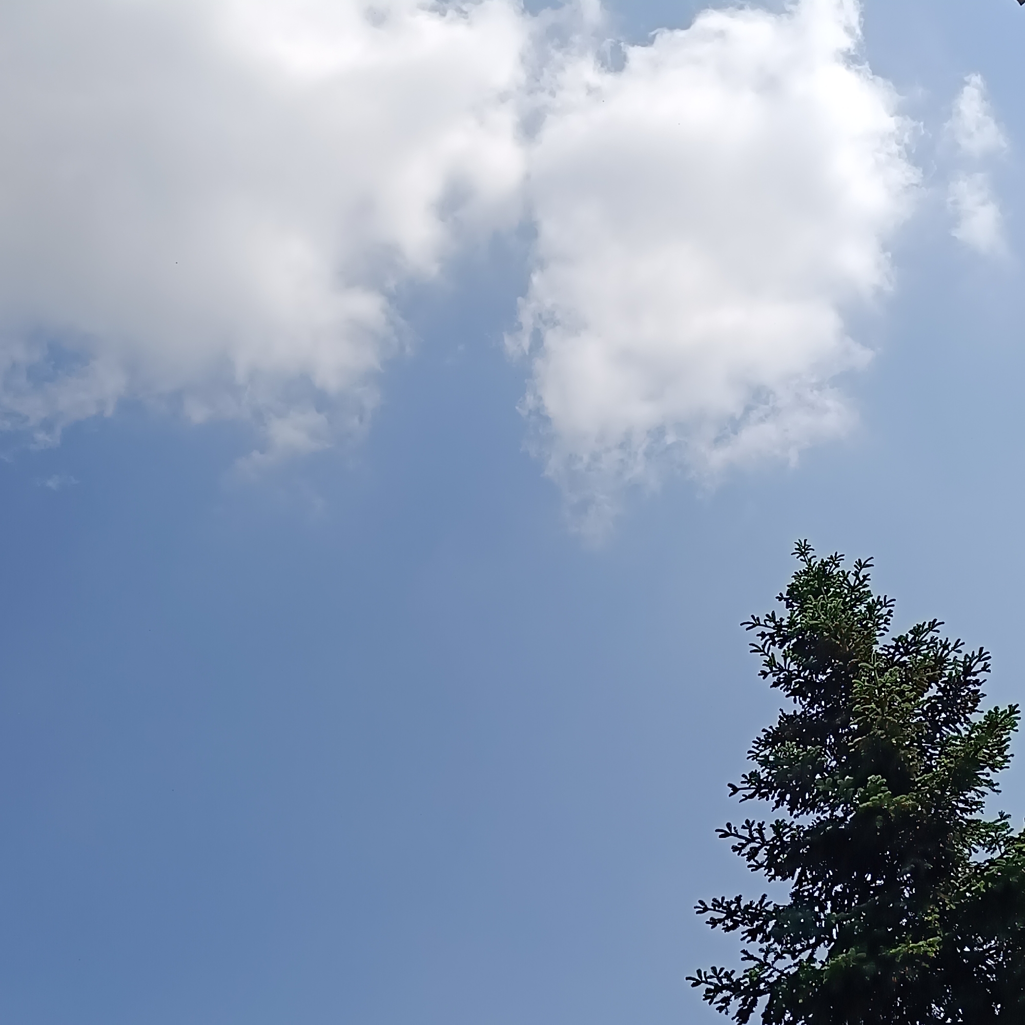 The image presents an upward view of a clear blue sky interspersed with white, fluffy cumulus clouds. A prominent coniferous tree, likely a spruce or fir, occupies the right side of the frame, its dark green foliage extending from the bottom right corner upwards. The tree's branches, with their distinct needle clusters, are silhouetted against the bright sky. Small, dark specks, possibly insects or very distant birds, are discernible against both the blue sky and the white clouds.
The scene depicts a serene outdoor setting, suggesting a natural environment such as a park or forest in Septemvri, Bulgaria. There is no specific activity or event occurring, making it a static landscape photograph. The time of day appears to be daytime, likely morning or early afternoon, given the bright illumination and the quality of light on the clouds. The weather is fair, with scattered clouds indicating pleasant conditions. No human figures are visible, and there is no discernible text within the image. The overall impression is one of natural beauty and openness.