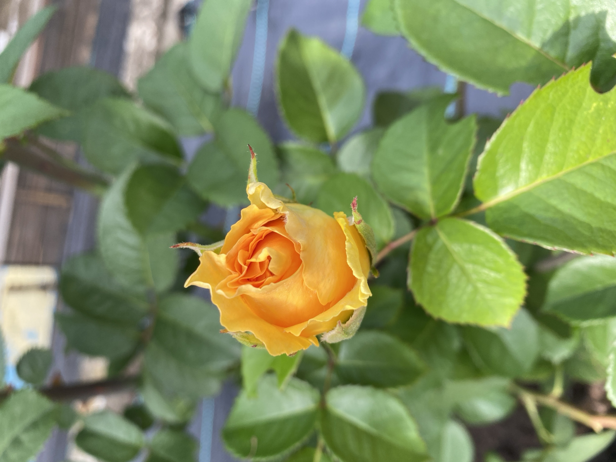 An unopened yellow rosebud is centered in the frame, surrounded by lush green rose leaves. The background is blurred, showing hints of what appears to be a wooden fence and a gray tarp. The image was captured in Usolye-Sibirskoye, Russia.