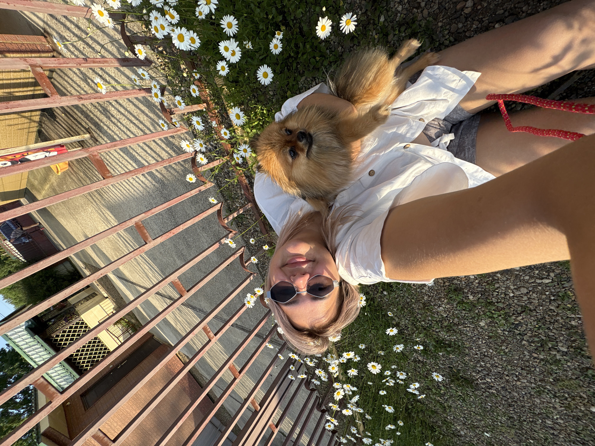 The image is an over-the-shoulder, selfie-style shot taken outdoors in what appears to be a residential area in Razdolnoye, Russia. In the foreground, a young woman with blonde hair and sunglasses is lying down and holding a small, fluffy Pomeranian dog. She is wearing a white button-down shirt and grey shorts, and a red leash is visible. She is surrounded by a field of white daisies with yellow centers. Behind her and to her left, a rusty metal fence runs diagonally across the frame, with parts of a brick building and a green-roofed structure visible through the fence. To the right of the fence, there is a concrete pathway and more daisies. The lighting suggests it is late afternoon or early evening, with long shadows cast by the fence onto the pathway.