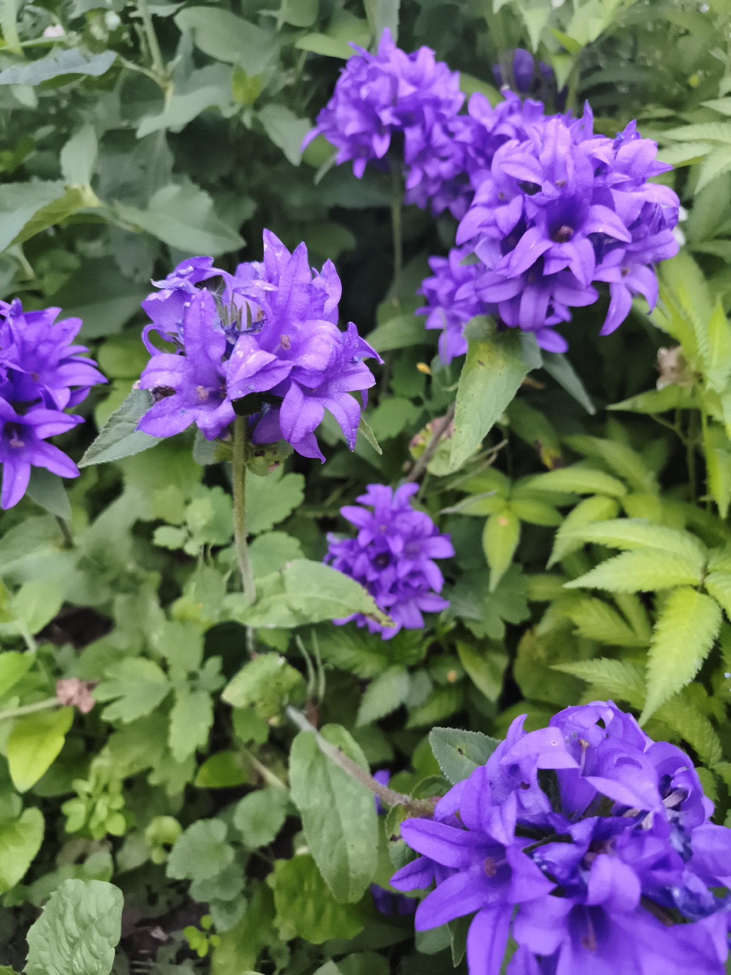 The image displays a close-up view of several vibrant purple bell-shaped flowers, likely Campanula, blooming amidst lush green foliage. The flowers are clustered together, with some in sharp focus and others slightly blurred, creating a sense of depth. Small water droplets are visible on some of the petals, suggesting recent rain or dew. The background is filled with various shades of green leaves, some broad and others more delicate and serrated, indicating a garden or natural setting. The lighting suggests it is daytime, with soft illumination that highlights the rich color of the flowers. There is no visible text in the image. The scene conveys a sense of natural beauty and the tranquility of a garden. The setting is Daugavpils, Latvia.