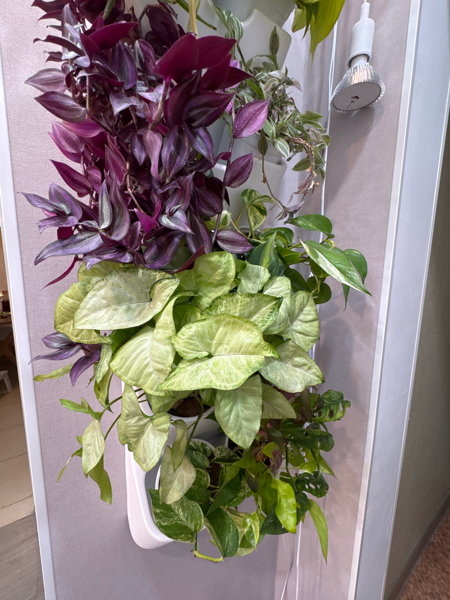 The image shows a vertical arrangement of several potted plants mounted on a light purple wall. The plants are varied in color and leaf shape. At the top, a plant with deep purple and silver striped leaves hangs down. Below that, a plant with large, arrowhead-shaped leaves in a pale green and white variegated pattern is prominent. Further down, a plant with smaller, bright green leaves, some with white variegation and others with fenestrations (holes), is visible. A small white grow light is attached to the wall to the right of the plants. The overall scene suggests an indoor plant display, likely in a home or office environment. There are no people or animals visible in the image. The location is identified as Захарьино, Russia.