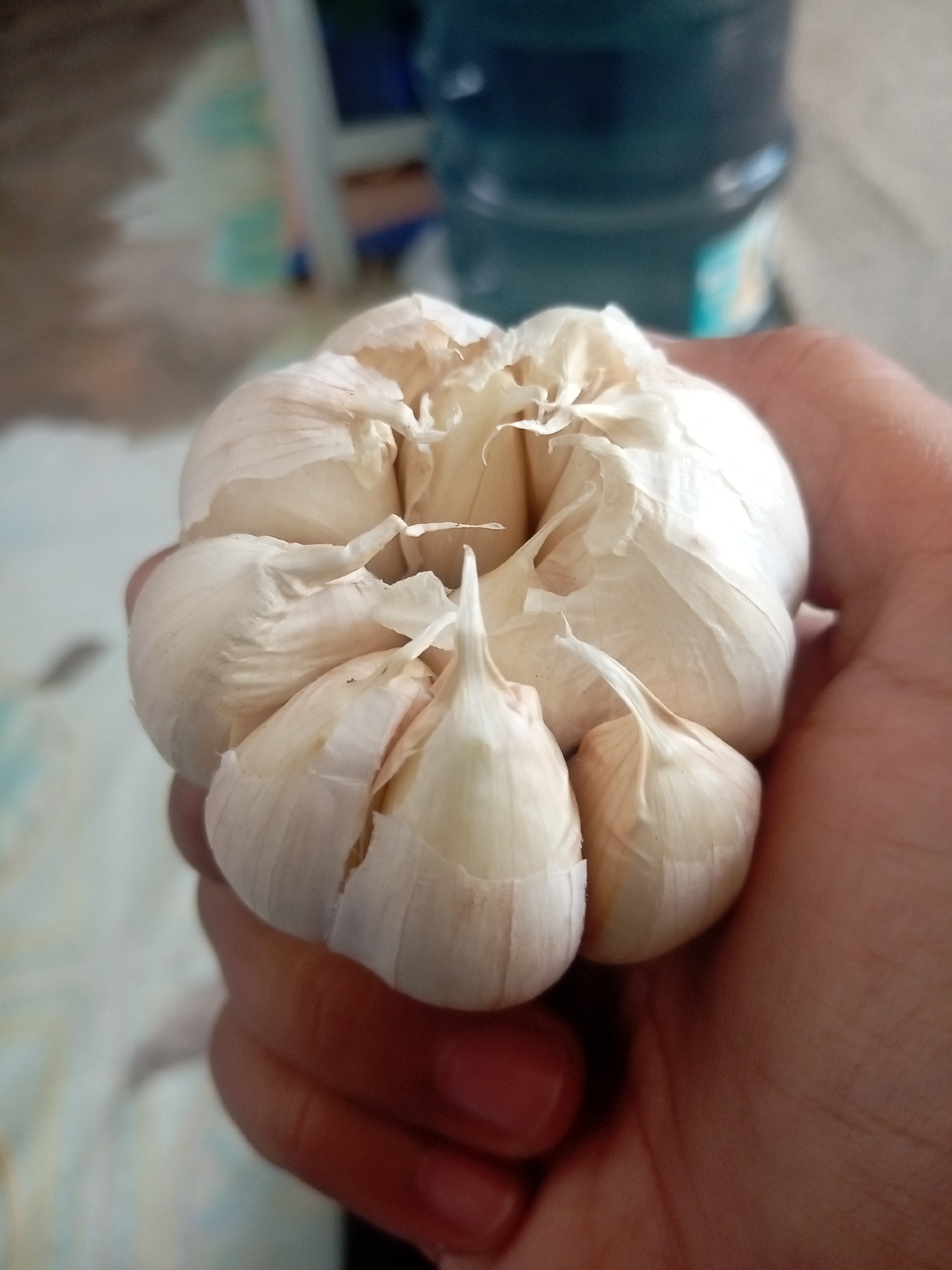 A close-up shot shows a hand holding a bulb of fresh garlic. The garlic bulb is white with papery skin, and some of the individual cloves are visible, with the skin partially peeled back in places. The hand, which appears to be an adult's, is gently cupping the garlic. The background is softly blurred, suggesting an indoor setting. The lighting appears to be natural, casting soft shadows. There are no visible identifying landmarks or features that would pinpoint the location to a specific city or country; therefore, the location in Batam, Indonesia, cannot be confirmed from the image.