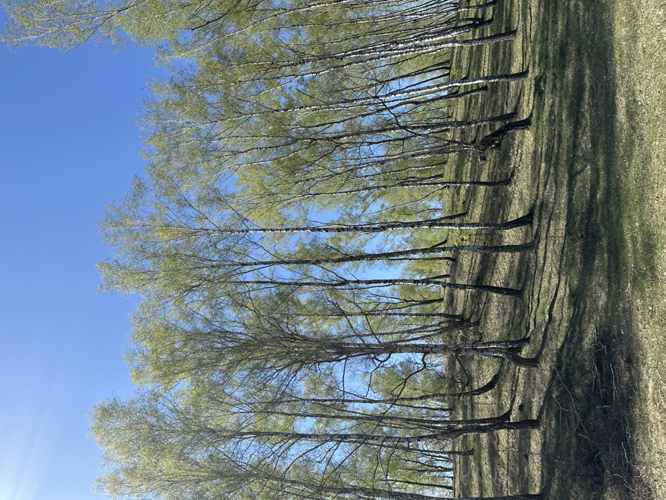 The image shows a stand of birch trees in the outskirts of Krushynka, Ukraine, located at latitude: 50.24, longitude: 30.381. The birch trees are in a row with their white bark and green leaves visible against a blue sky. The ground is covered with dry leaves and the trees are casting shadows in the midday sun. There are no people or animals visible in the image.