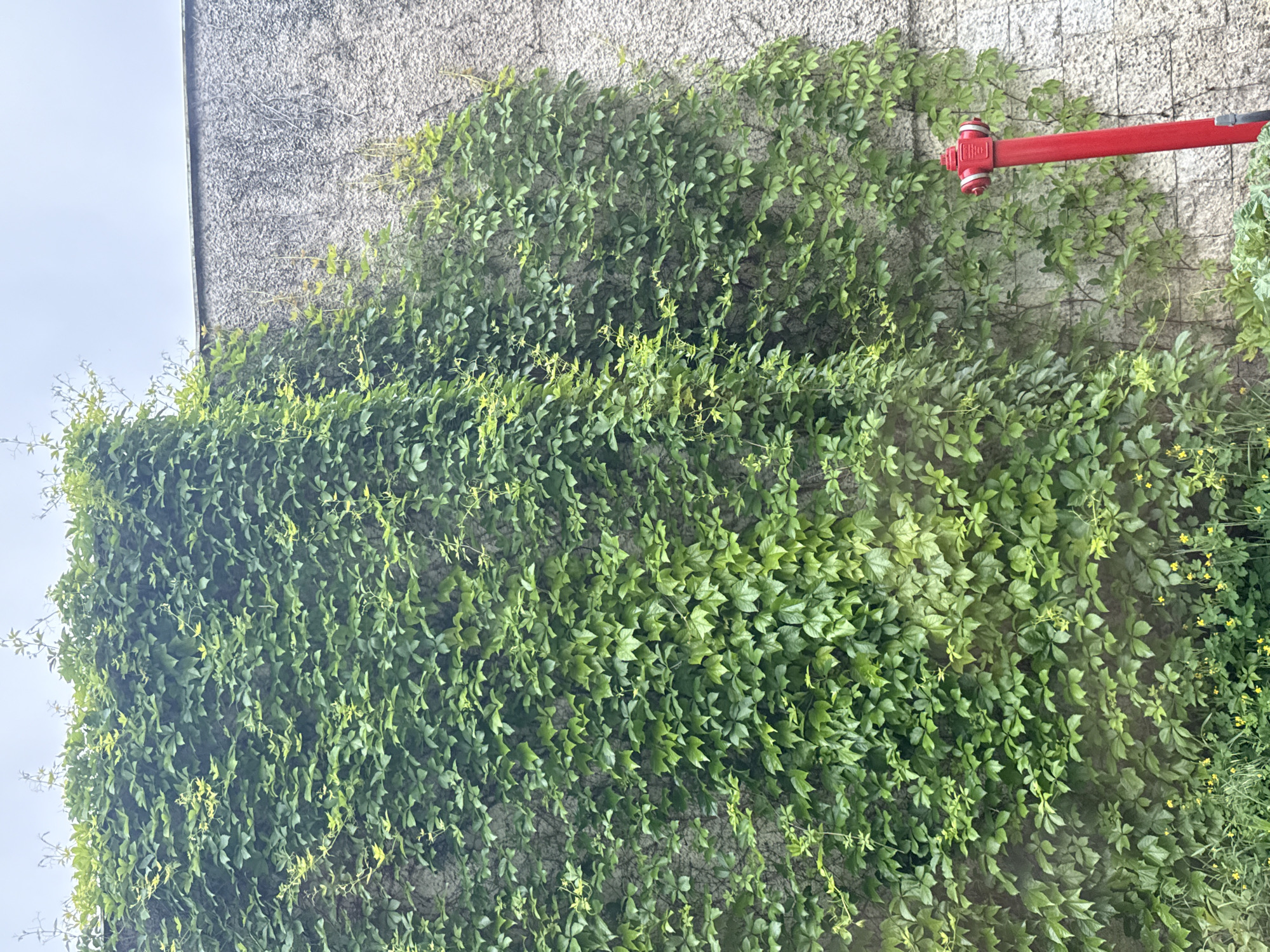 A portion of a gray concrete wall covered in green ivy vines is visible. A red fire hydrant with silver fittings is present on the right side of the wall, partially obscured by the ivy. Patches of grass and small yellow flowers are growing at the base of the wall. The location is assumed to be in Shumen, Bulgaria, though no elements in the image confirm the location.