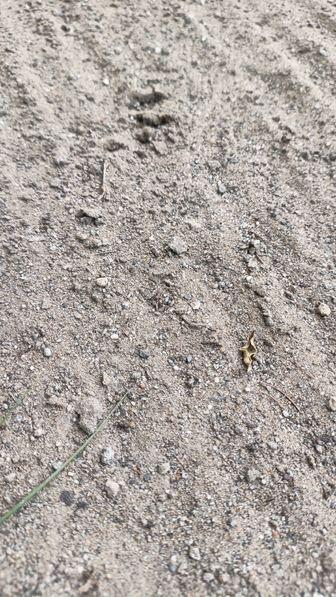 The image displays a close-up, low-angle view of sandy ground in Palohlada, Indonesia. The ground is composed of light-colored sand mixed with small pebbles and grains. Several indistinct animal tracks are visible in the sand, suggesting recent passage. A single dry, brown leaf rests on the sand in the lower right quadrant of the image. A thin green blade of grass extends from the lower left corner, partially in focus. The lighting suggests an outdoor environment with diffused natural light.